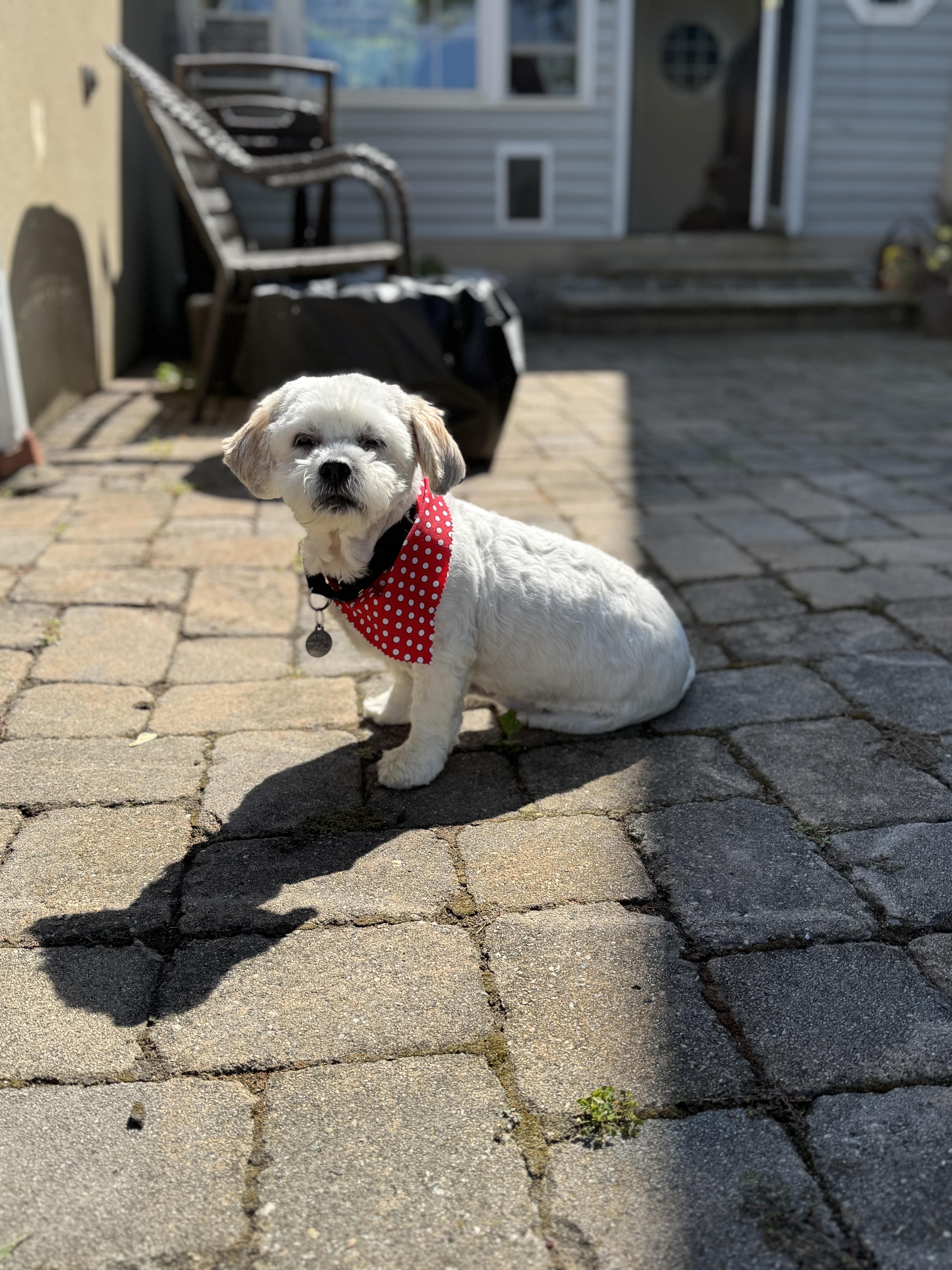 Lola, an adoptable Havanese, Miniature Poodle in Thornwood, NY, 10594 | Photo Image 4