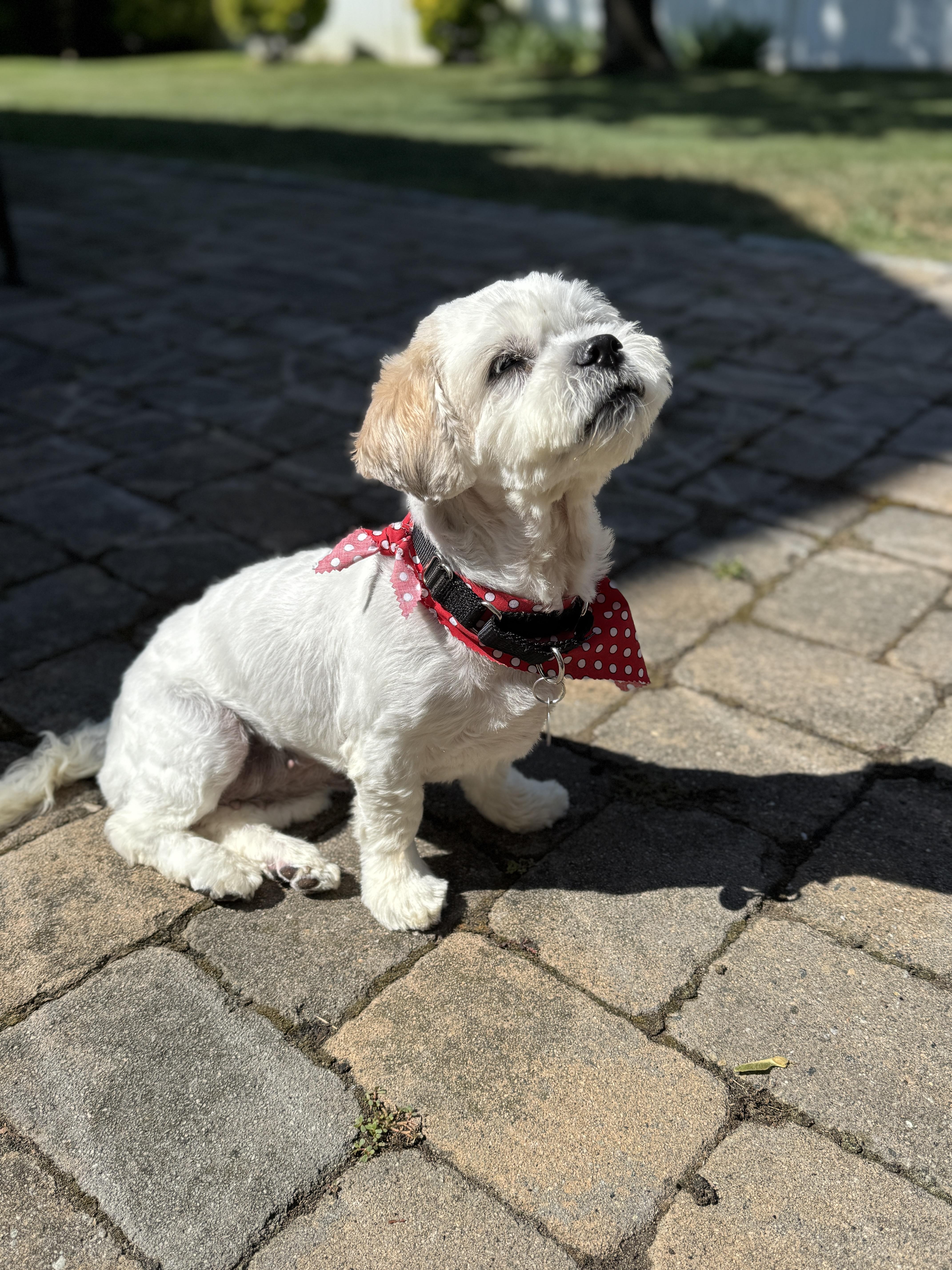 Lola, an adoptable Havanese, Miniature Poodle in Thornwood, NY, 10594 | Photo Image 2
