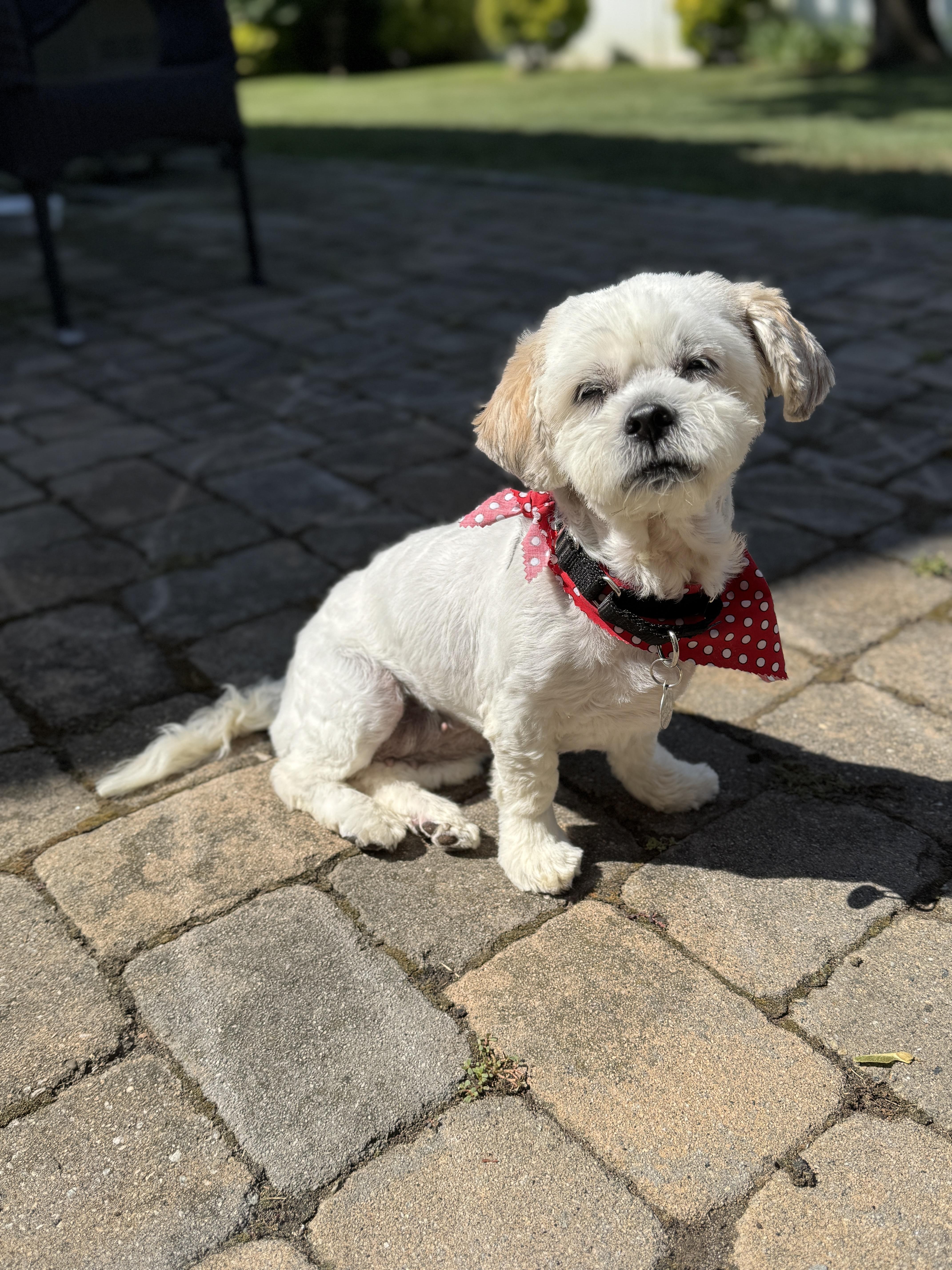 Lola, an adoptable Havanese, Miniature Poodle in Thornwood, NY, 10594 | Photo Image 3