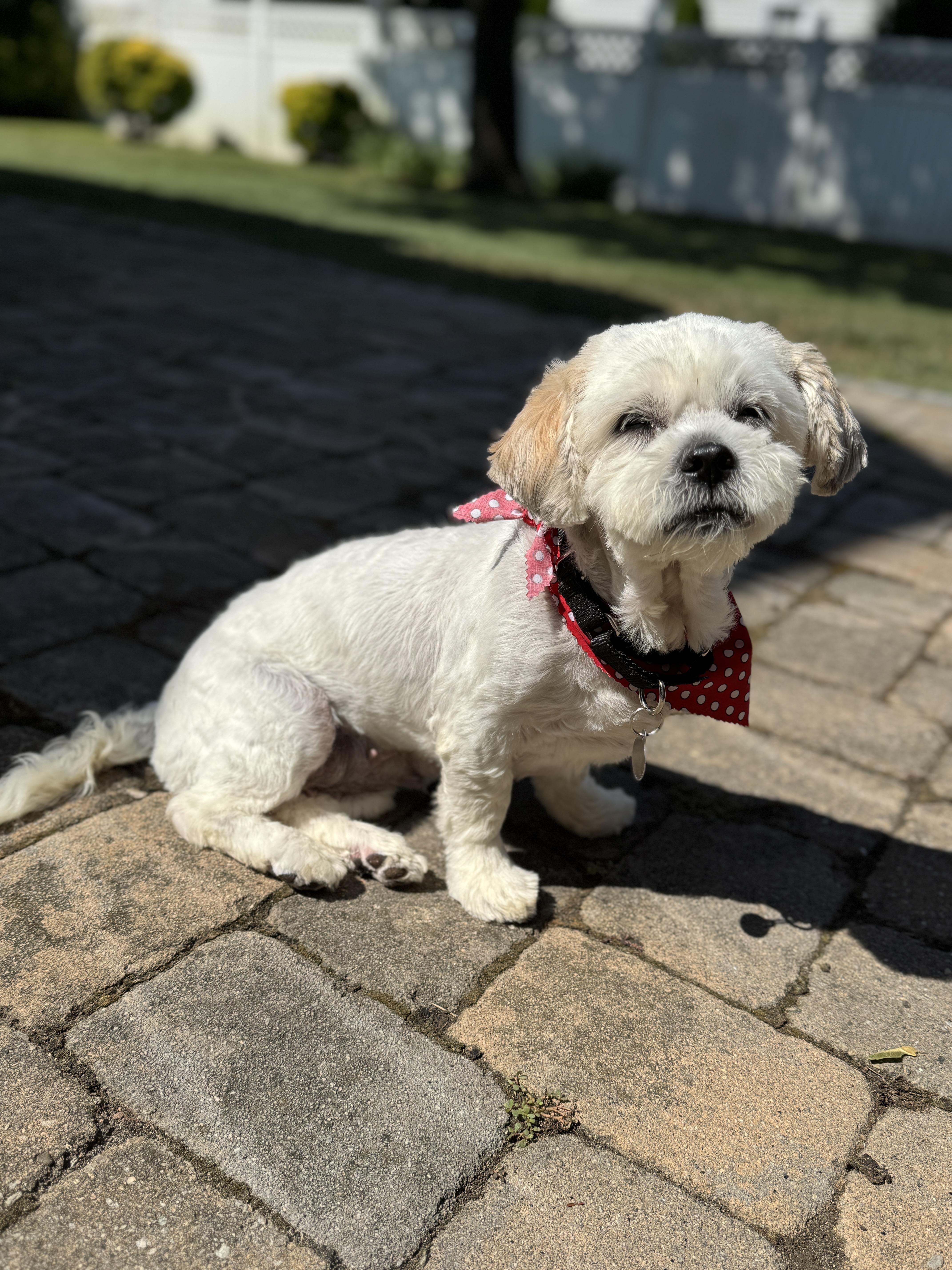 Lola, an adoptable Havanese, Miniature Poodle in Thornwood, NY, 10594 | Photo Image 5