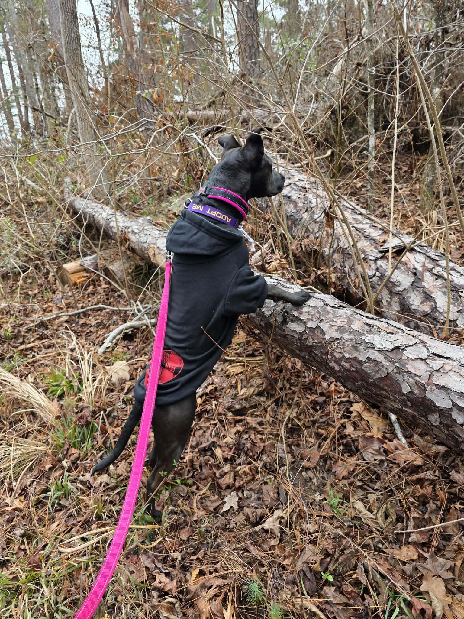 Enlarge JOSIE, a Adoptable mixed breed in Evans, GA image 5/6