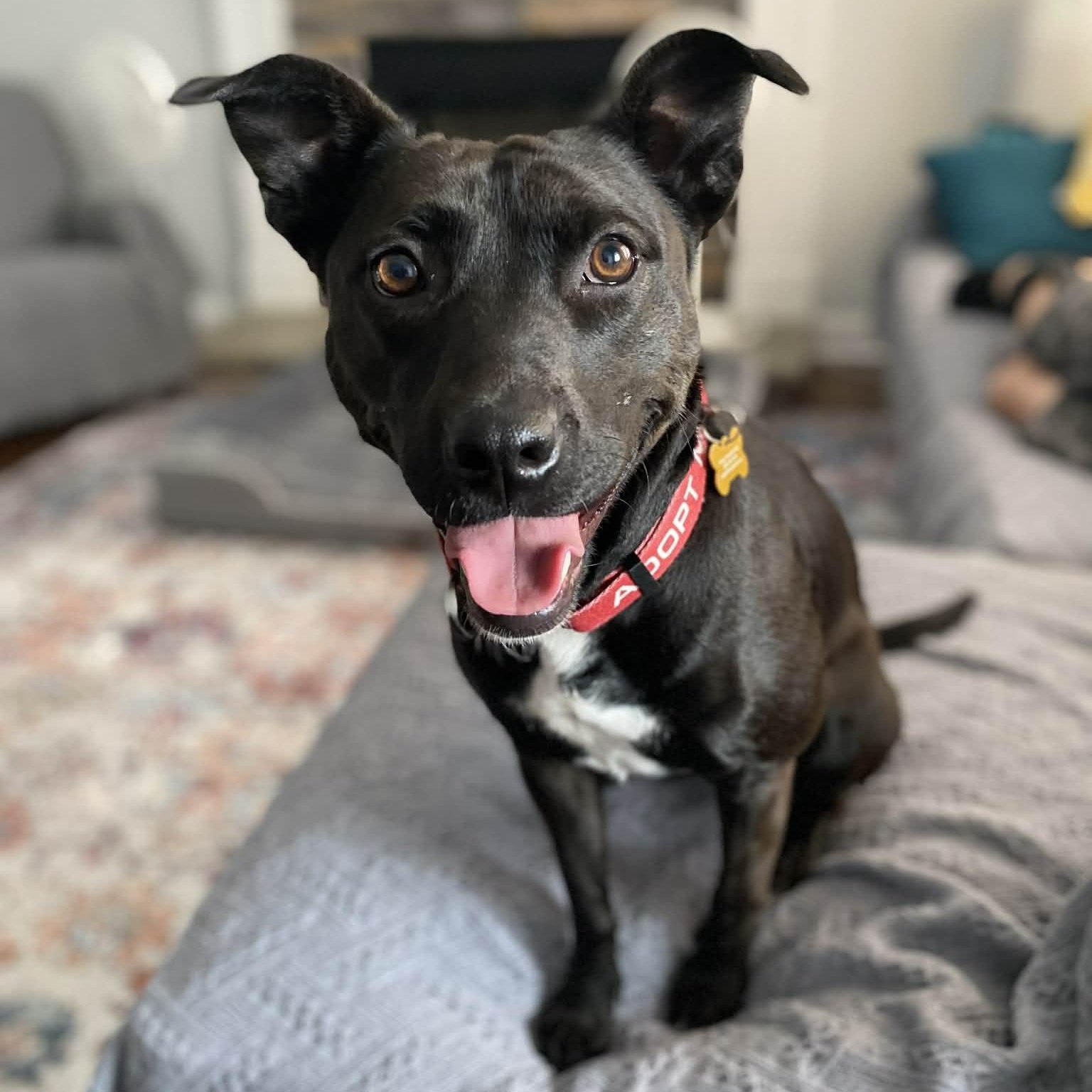 JOSIE, Adoptable, Young Female Pit Bull Terrier & Mixed Breed.