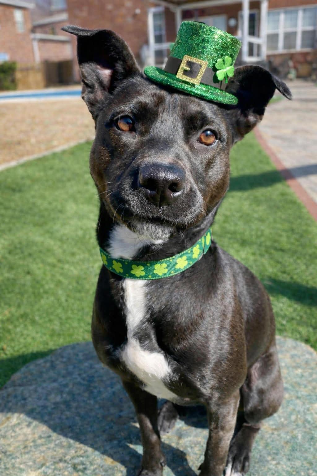 Enlarge JOSIE, a Adoptable mixed breed in Evans, GA image 2/6