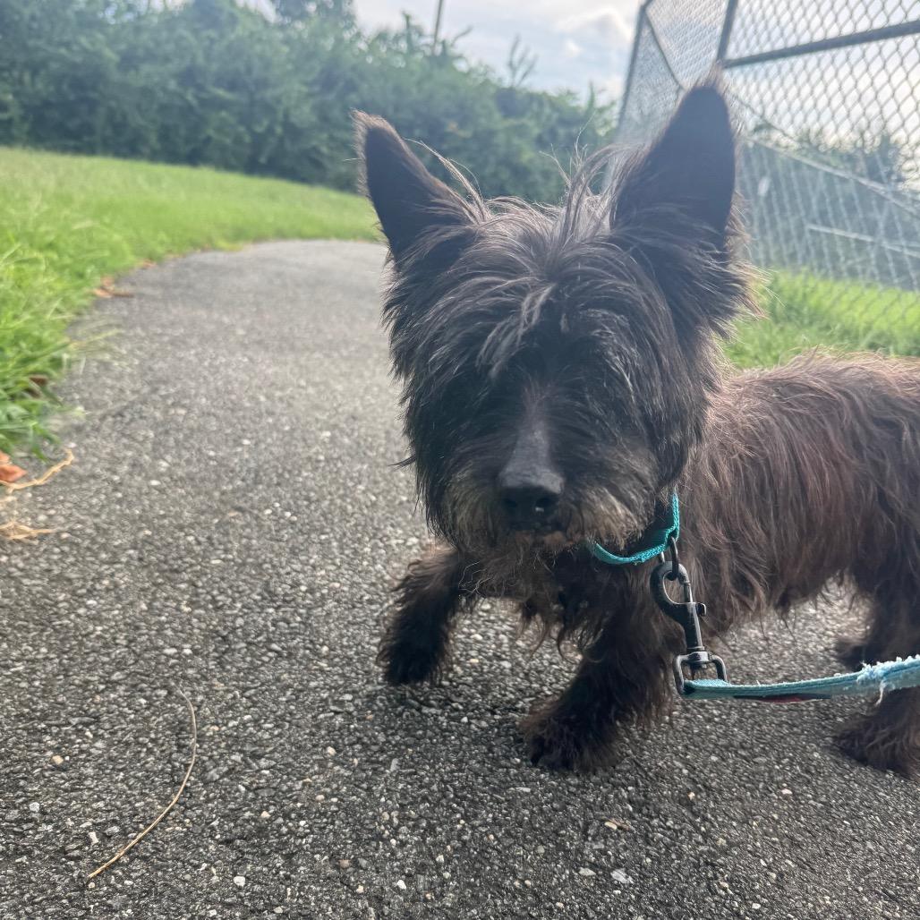 Enlarge Raisin, a Adoptable Cairn Terrier in Newark, DE image 5/6