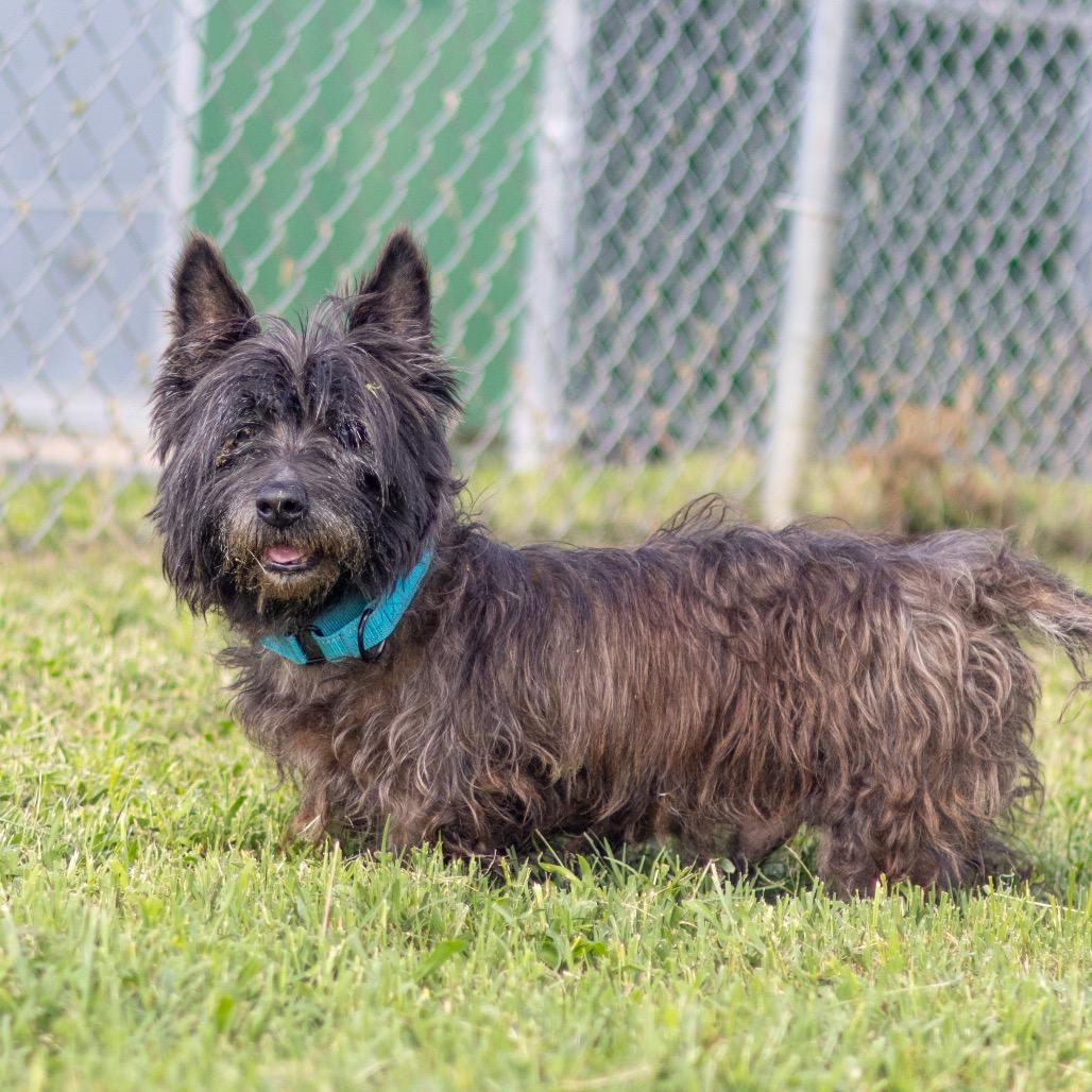 Enlarge Raisin, a Adoptable Cairn Terrier in Newark, DE image 6/6