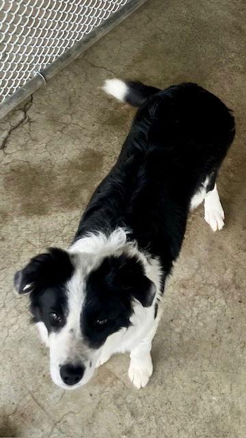Dixie, Adopted, Young Female Border Collie.