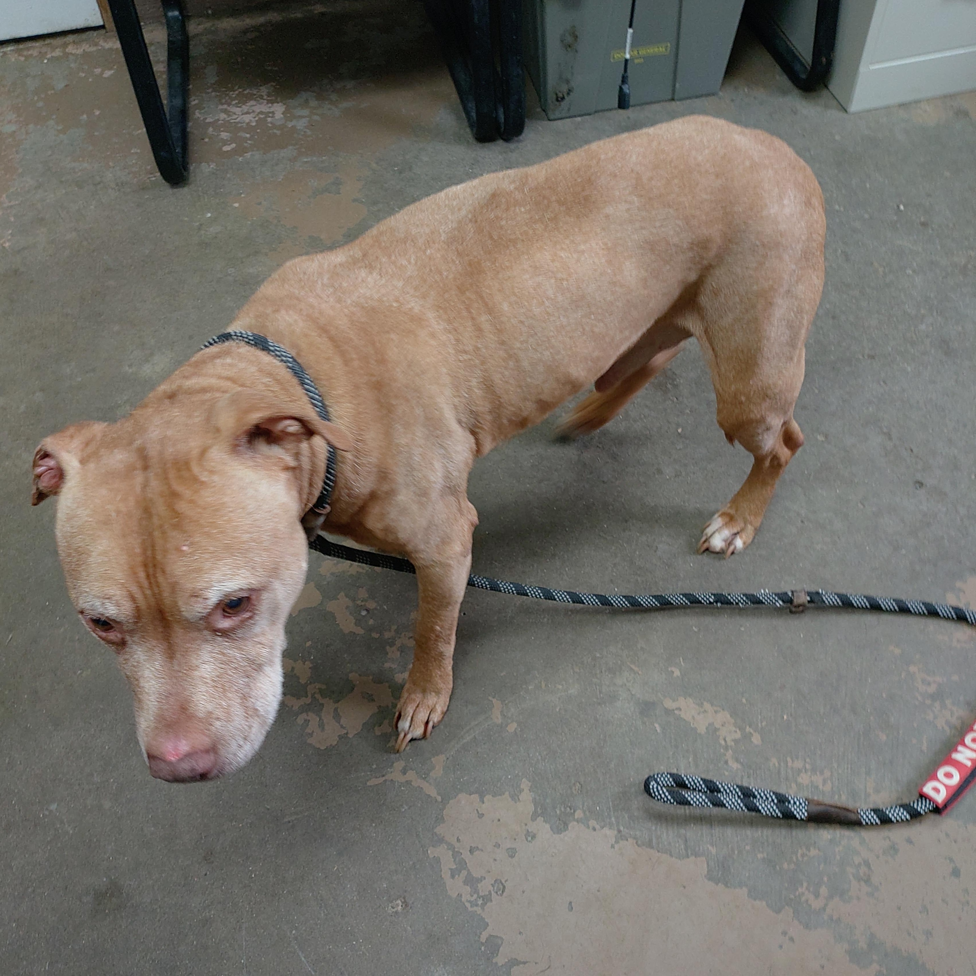 Enlarge 26-047, a ADOPTABLE mixed breed in Carrollton, OH image 3/3