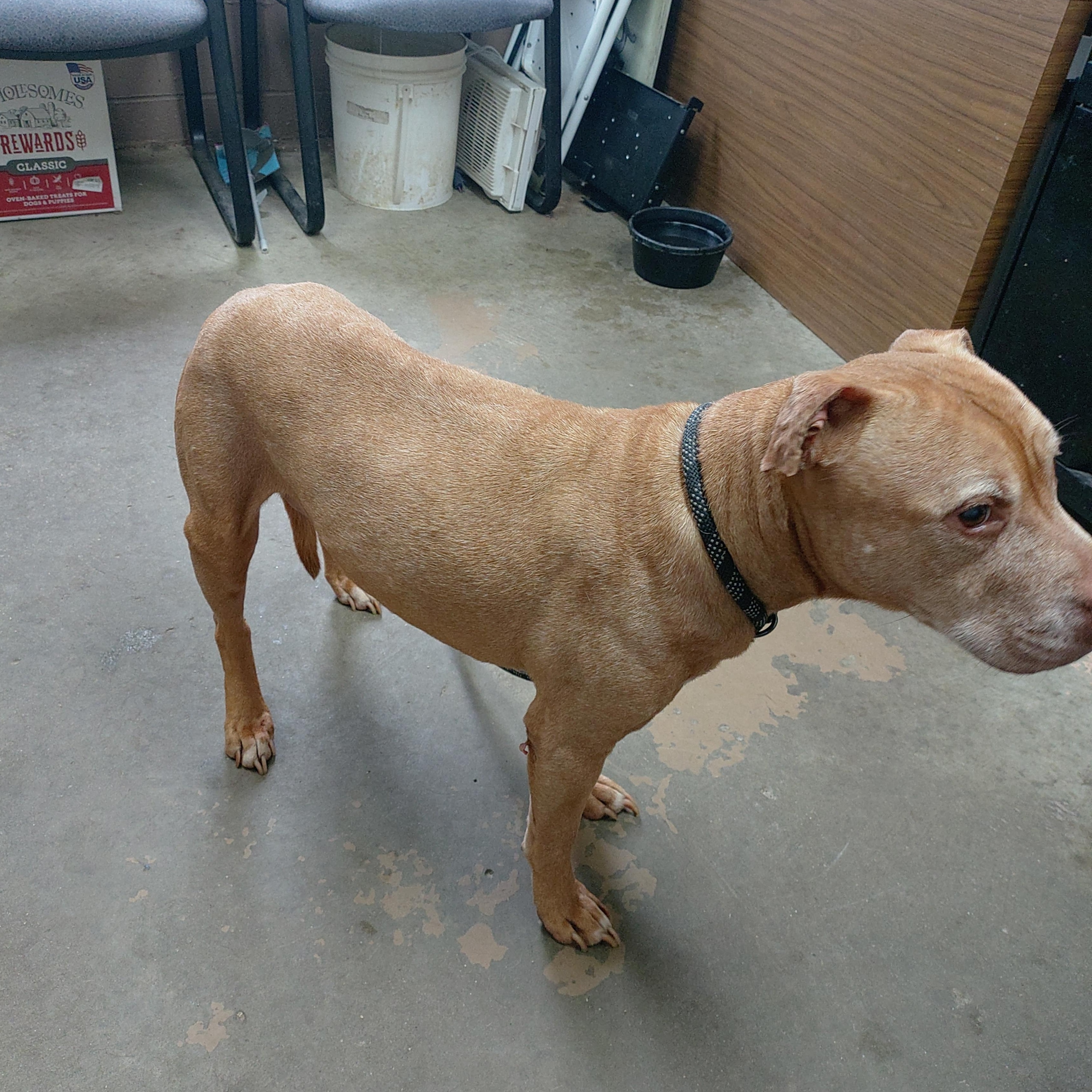 Enlarge 26-047, a ADOPTABLE mixed breed in Carrollton, OH image 2/3