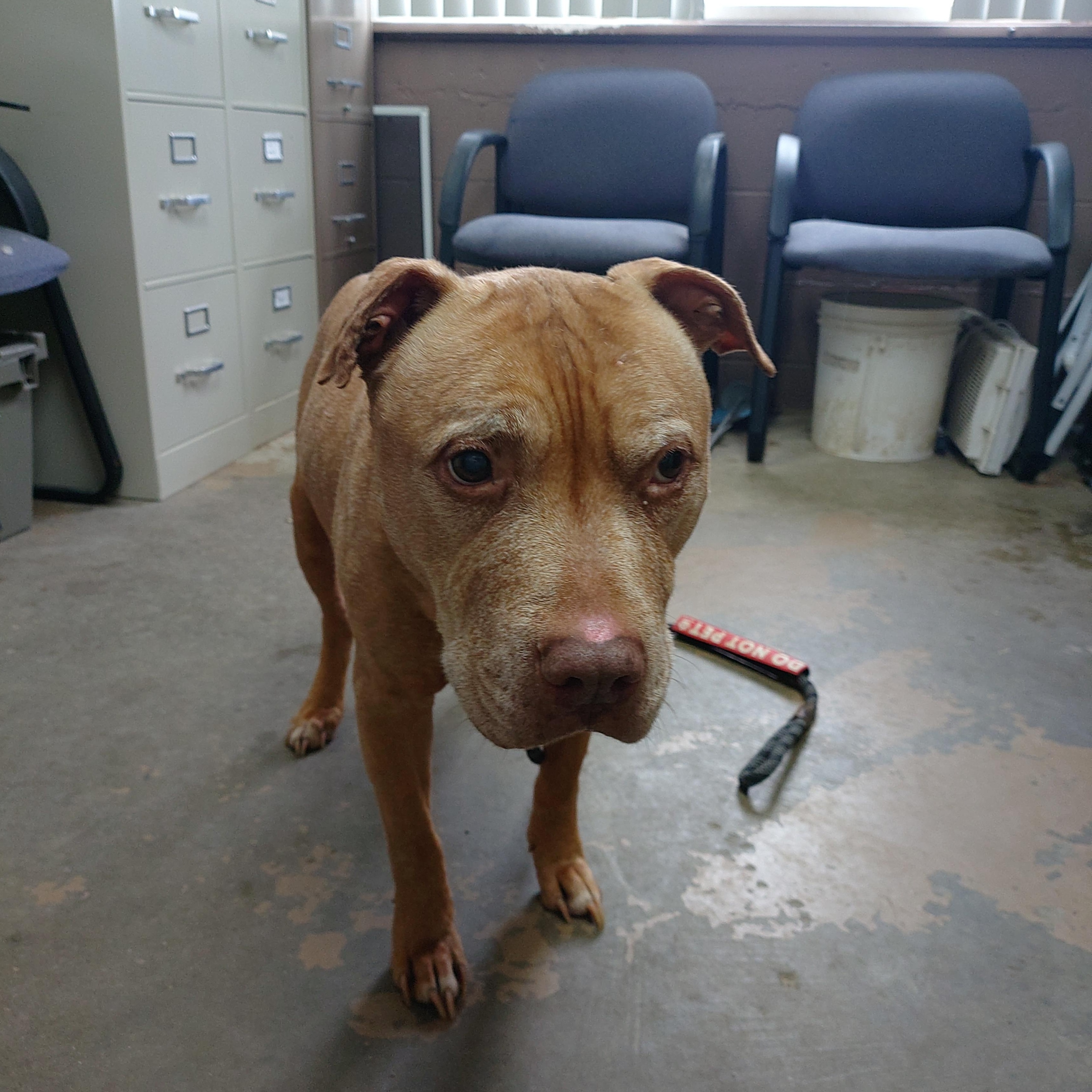 26-047, ADOPTABLE, Senior Male American Staffordshire Terrier.
