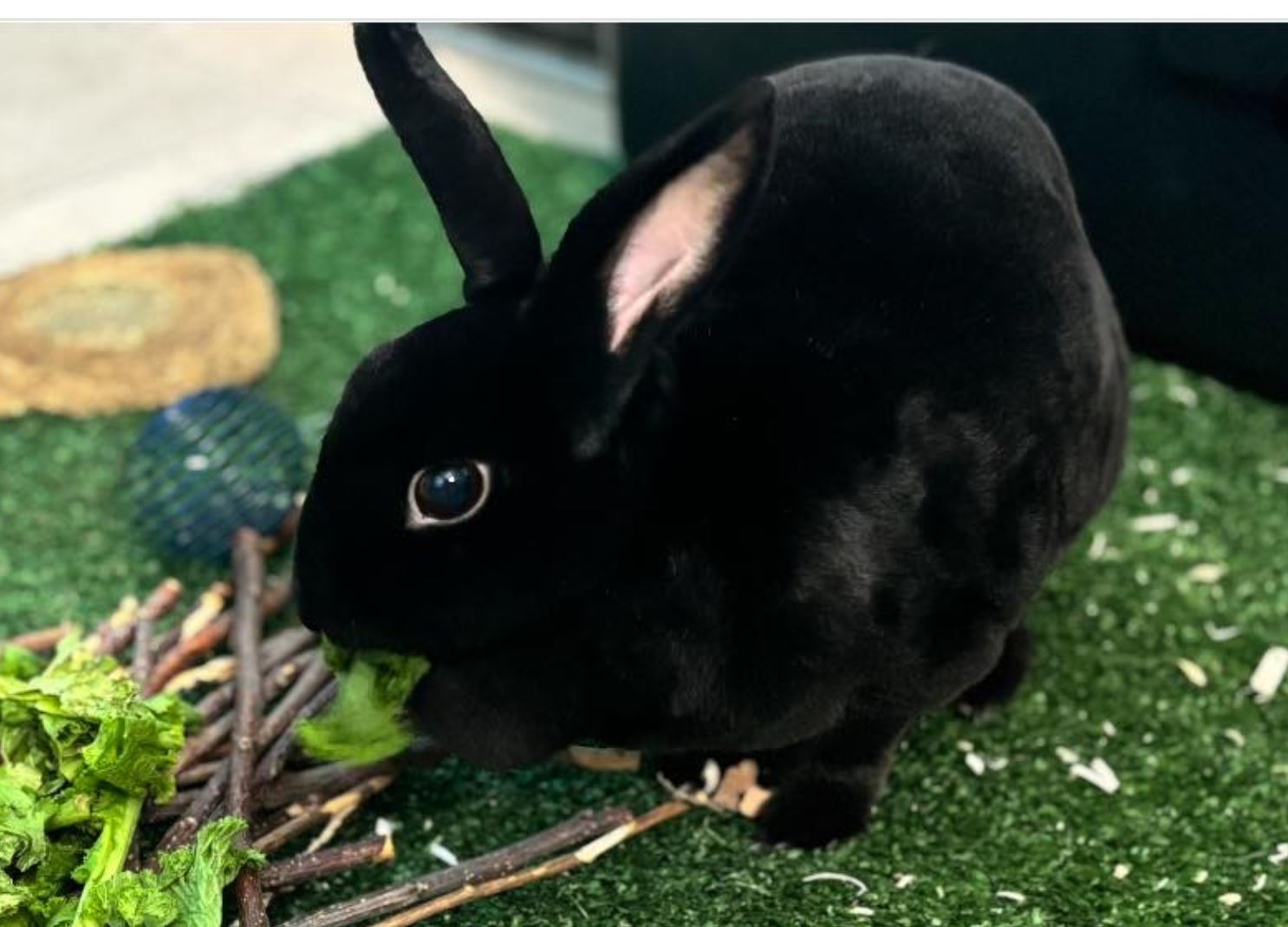 Daisy & Millie, a Adoptable Rex in Paradis, LA image 6/6