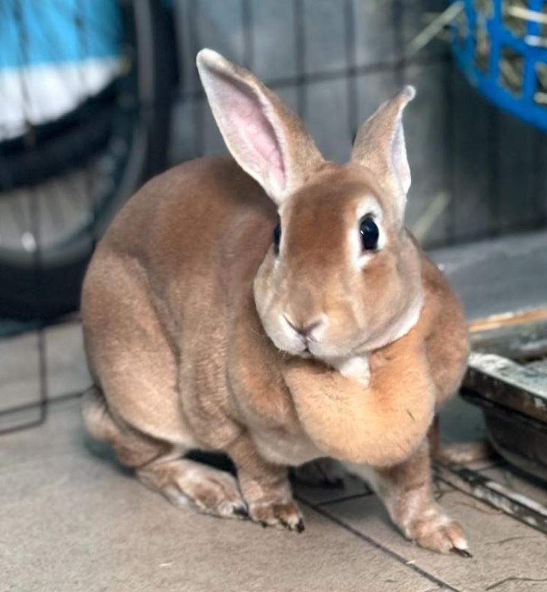 Daisy & Millie, a Adoptable Rex in Paradis, LA image 5/6