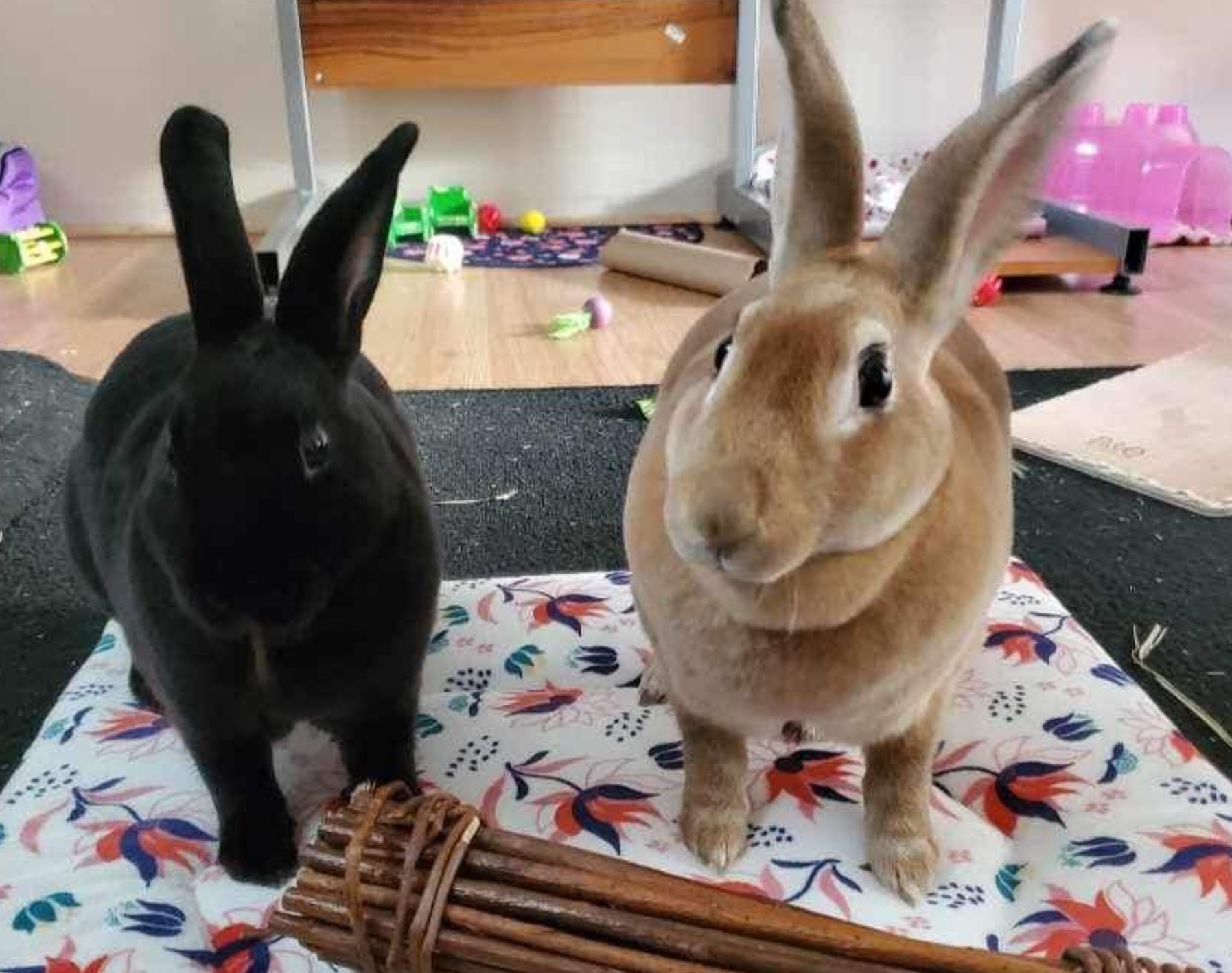 Daisy & Millie, a Adoptable Rex in Paradis, LA image 1/6