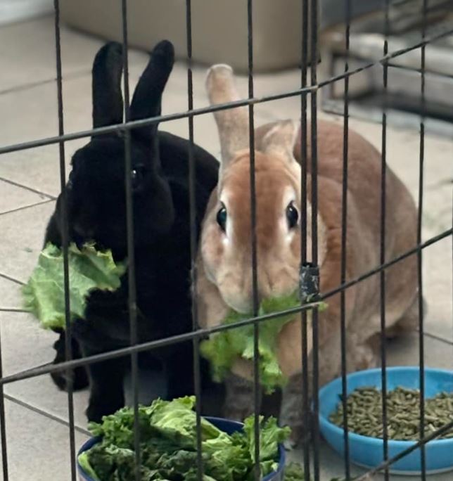 Daisy & Millie, a Adoptable Rex in Paradis, LA image 3/6