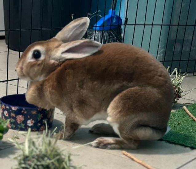 Daisy & Millie, a Adoptable Rex in Paradis, LA image 2/6