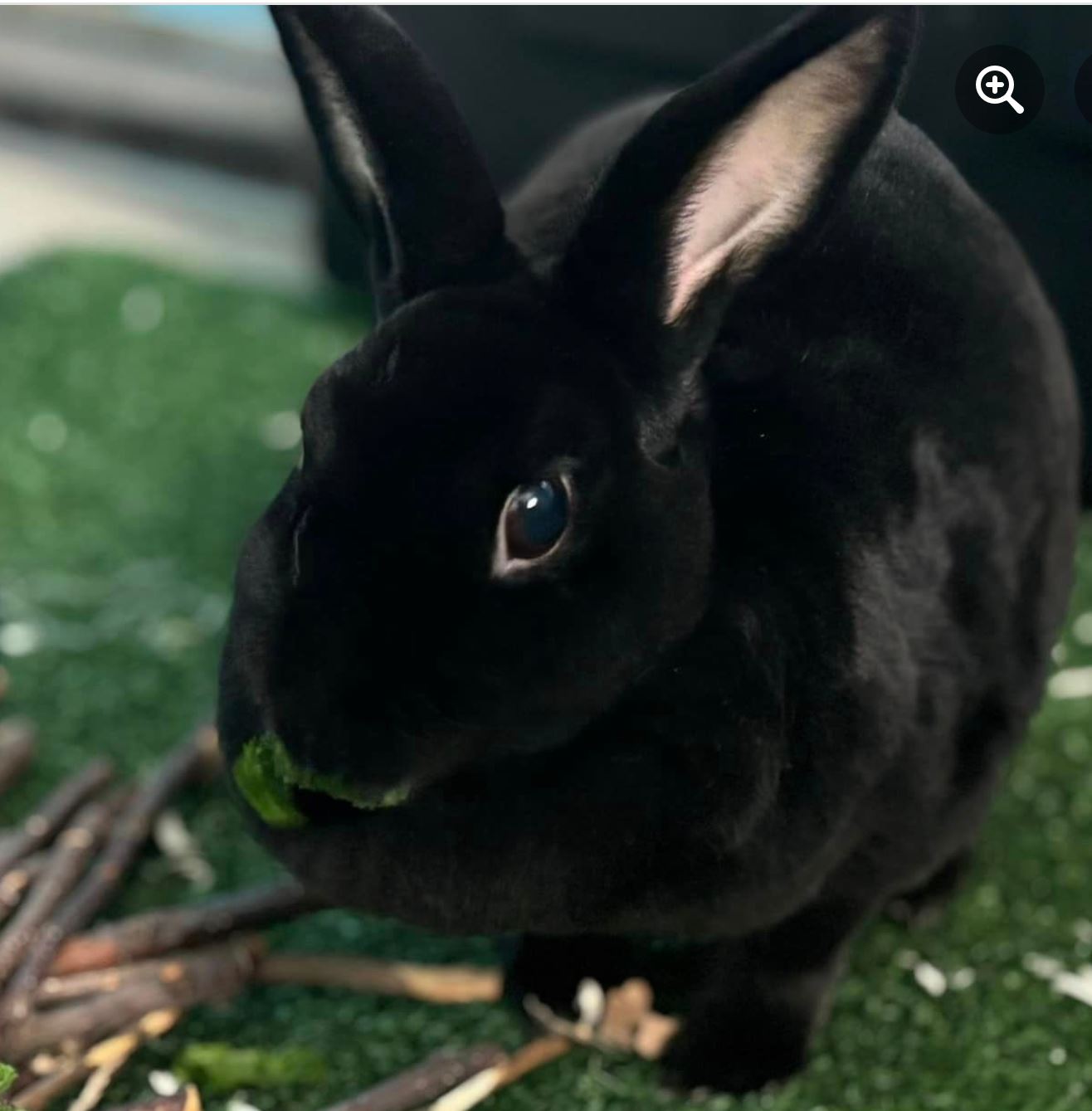 Daisy & Millie, a Adoptable Rex in Paradis, LA image 4/6