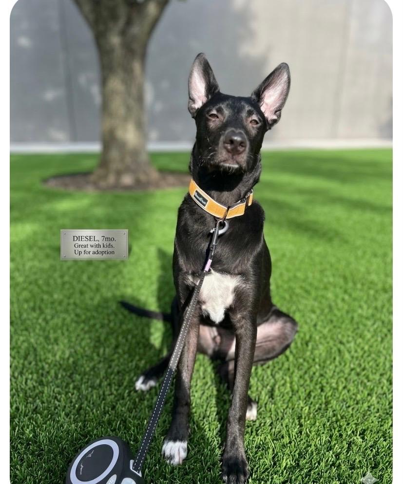 Enlarge Diesel , an adoptable mixed breed in Elmhurst, IL image 2/4