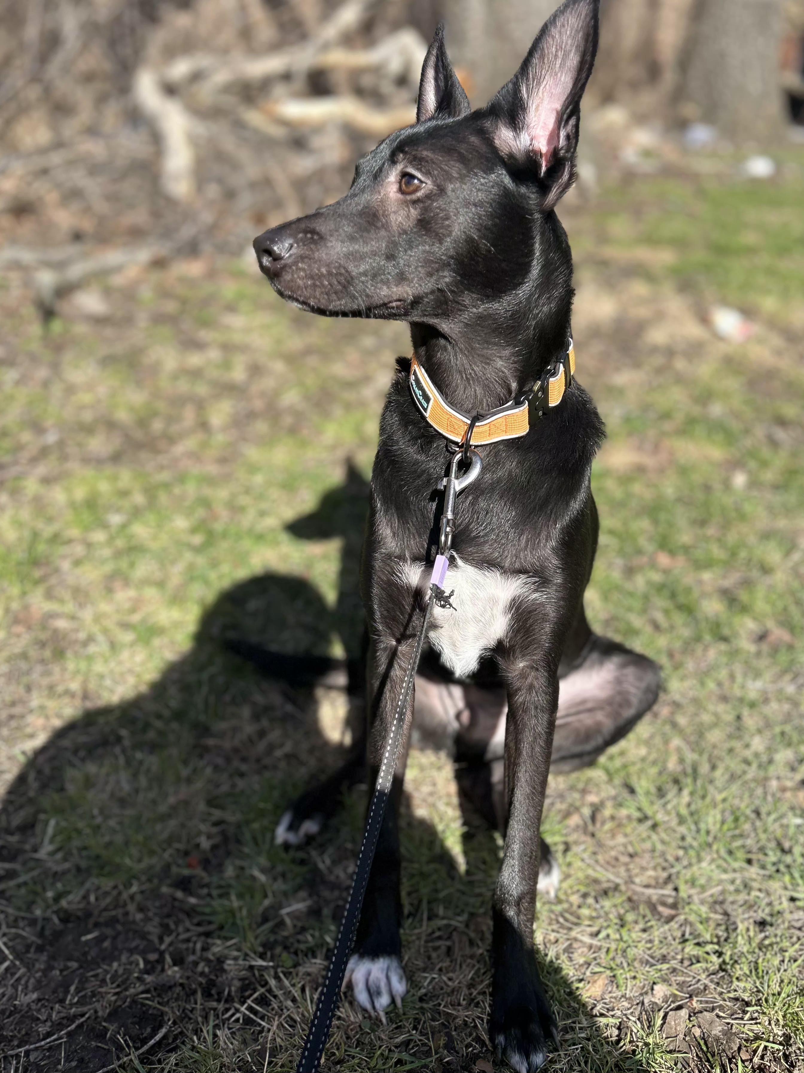 Enlarge Diesel , an adoptable mixed breed in Elmhurst, IL image 3/4