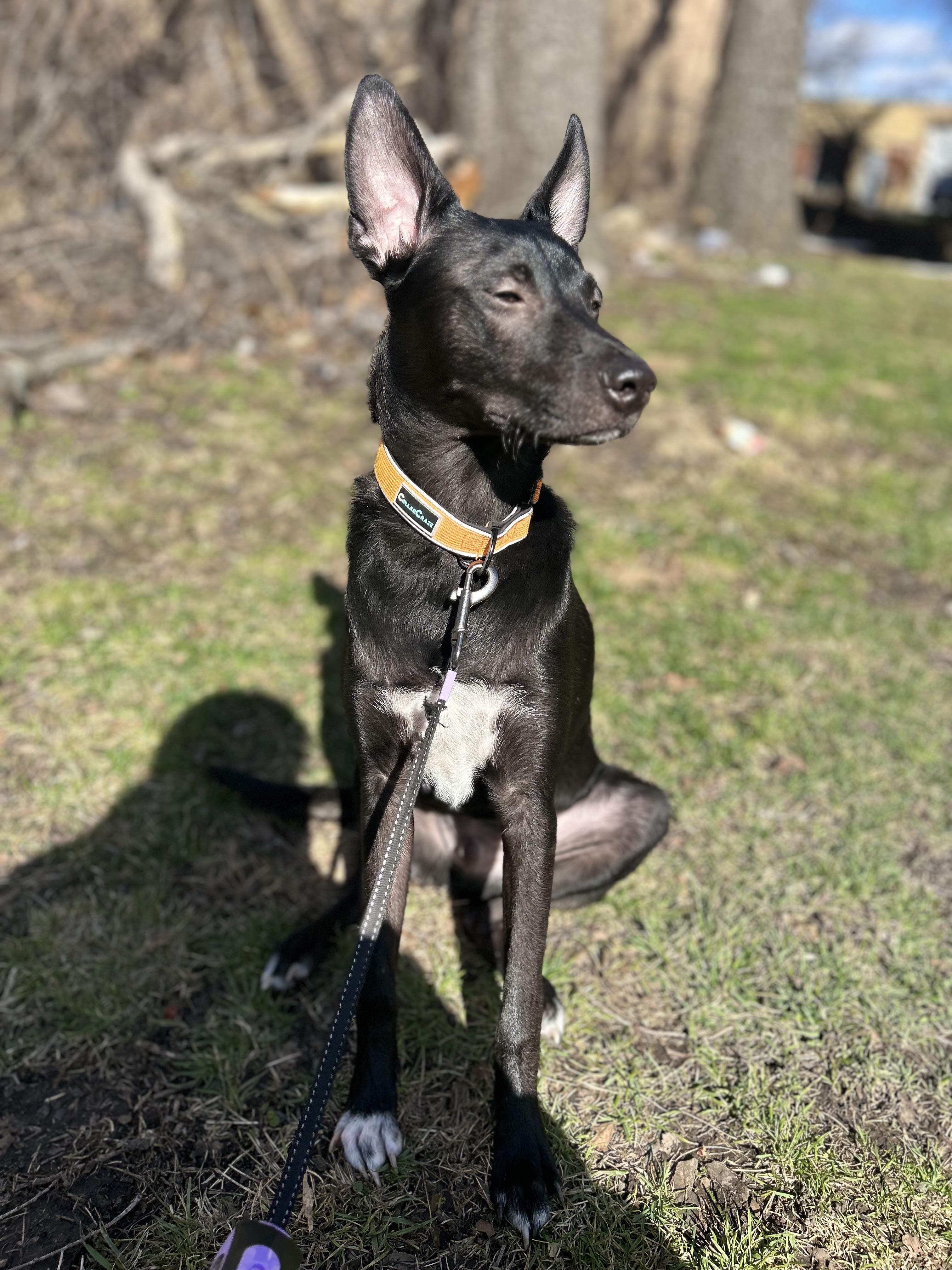 Enlarge Diesel , an adoptable mixed breed in Elmhurst, IL image 4/4