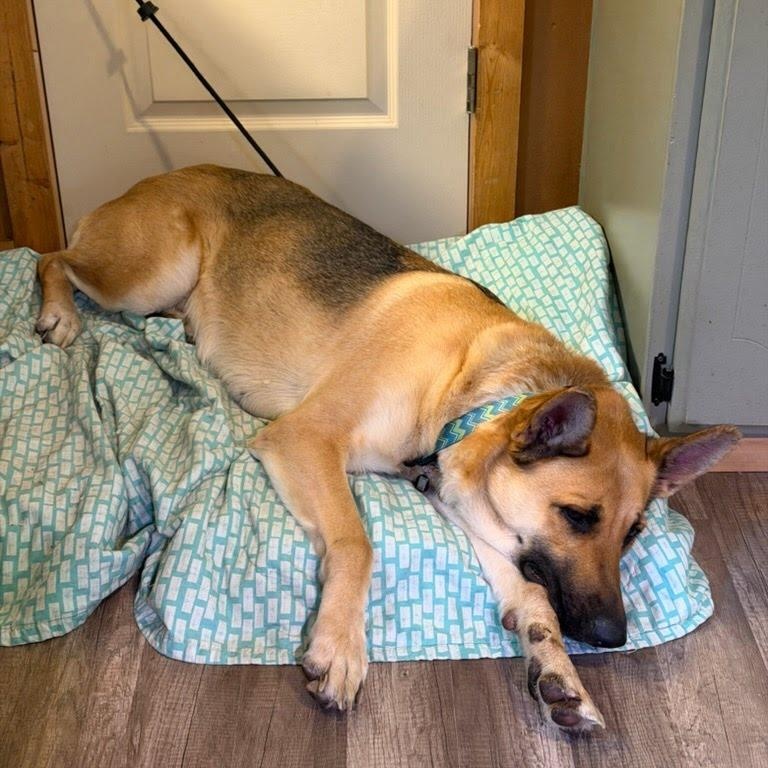 Enlarge Bertie, a Adoptable mixed breed in wenatchee, WA image 5/5