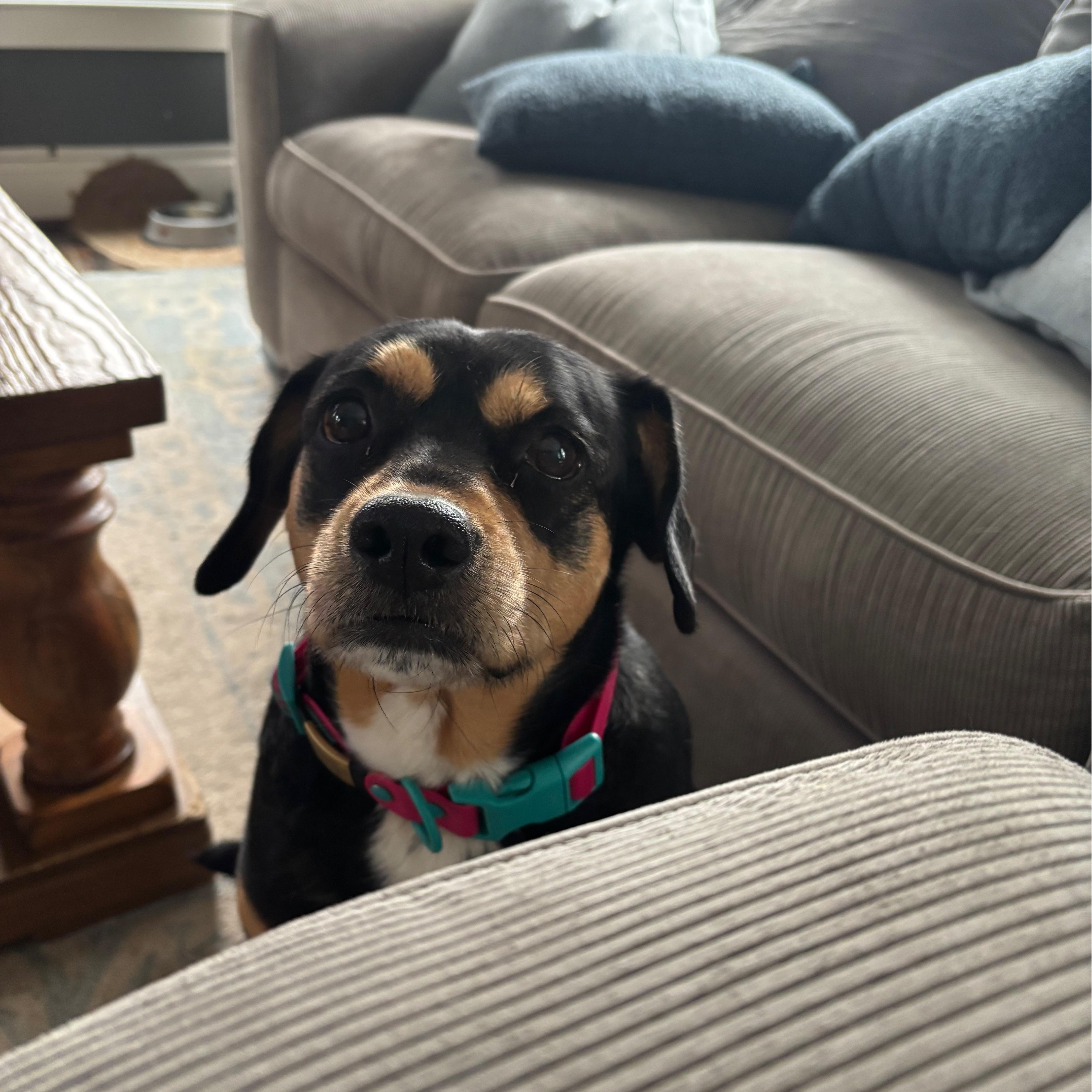 Enlarge Penny, a Adoptable mixed breed in Portland, OR image 3/6