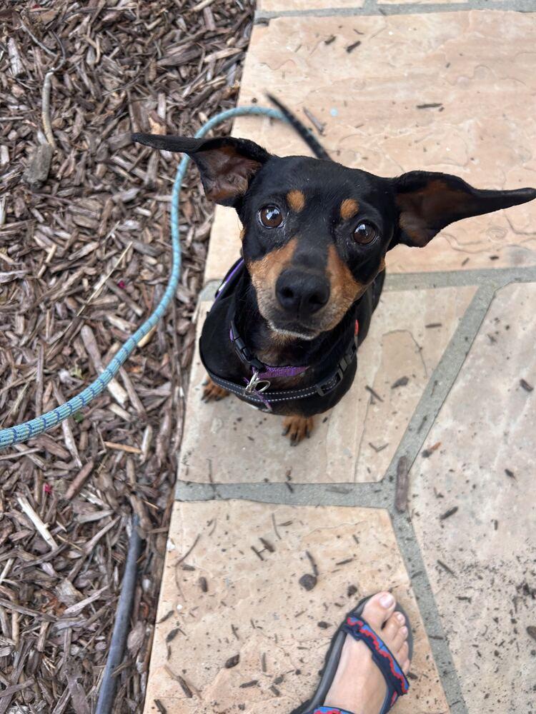 LUNA, Adoptable, Adult Female Dachshund.