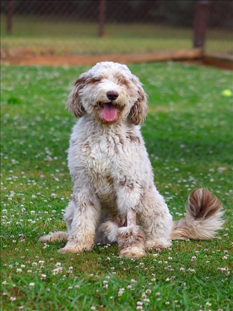 WILDER, Adoptable, Young Male Poodle.