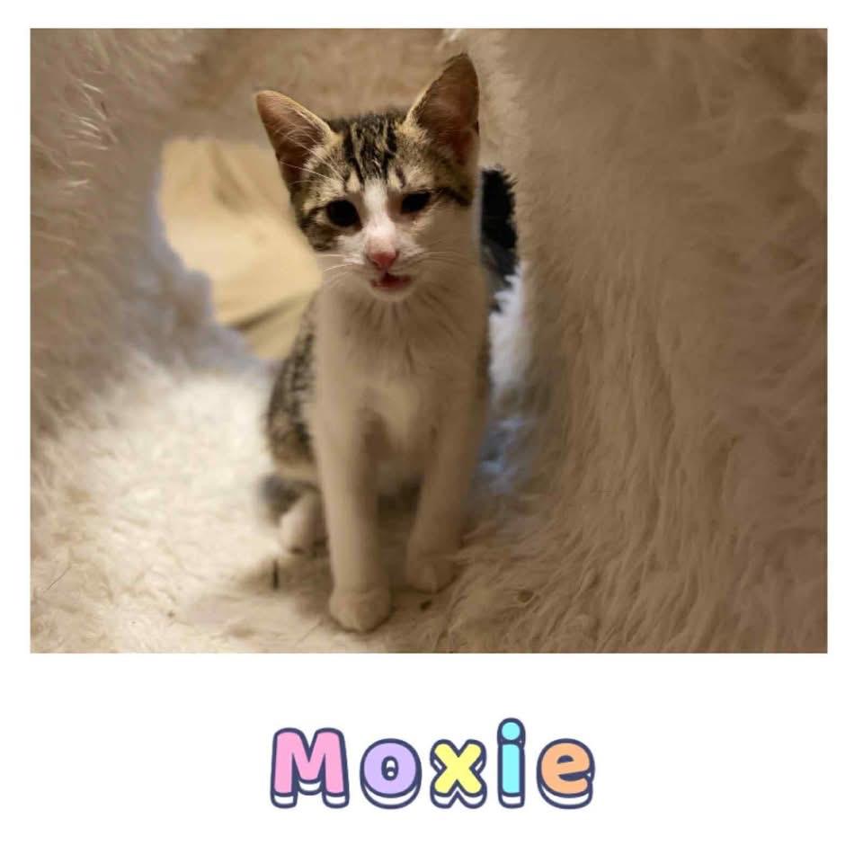 Moxie, Baby Female Domestic Short Hair