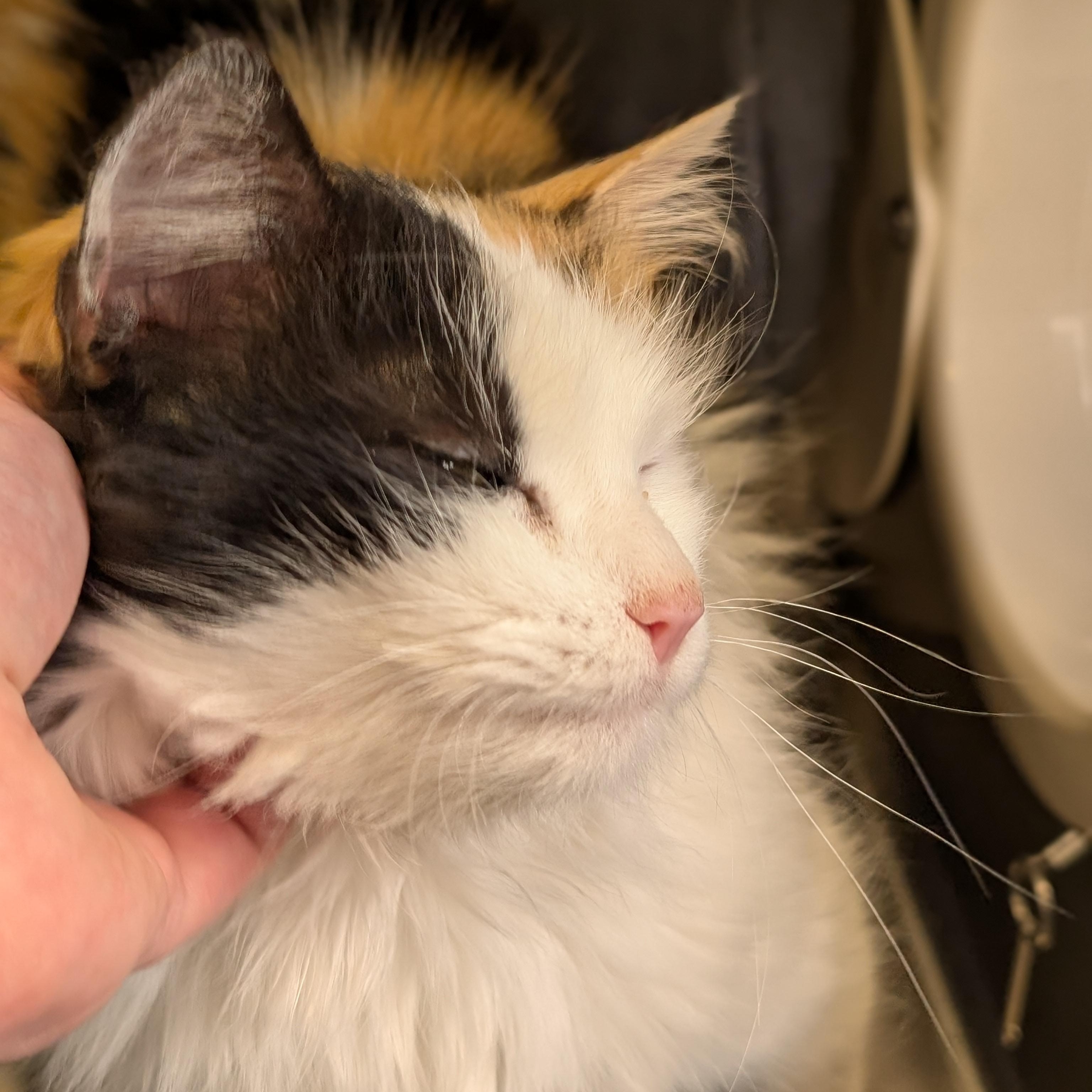 Enlarge Bo Peep, an adopted Domestic Long Hair in Madison, WI image 3/4