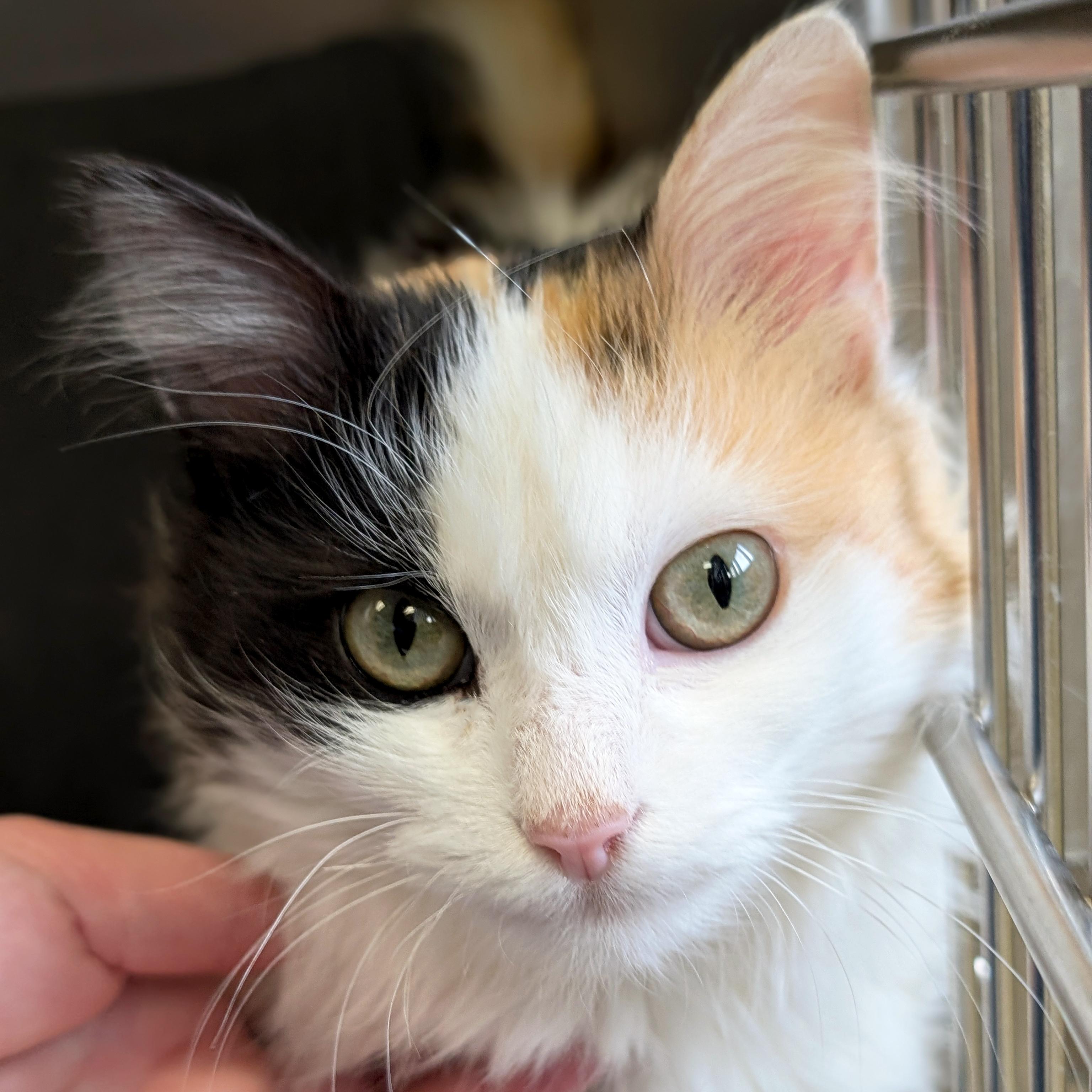 Bo Peep, adopted, Adult Female Domestic Long Hair.