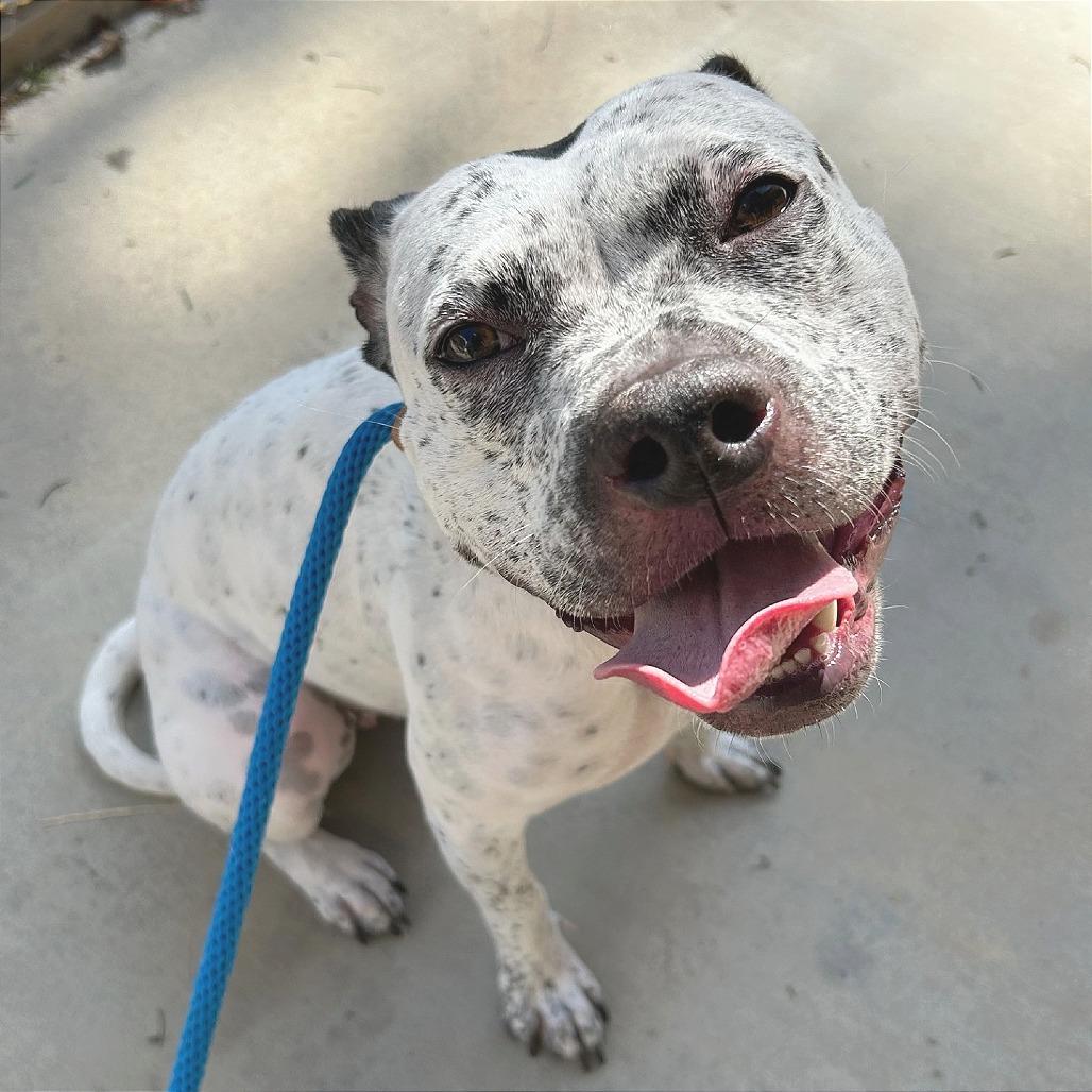 Daisy, Adoptable, Young Female English Bulldog & Mixed Breed.
