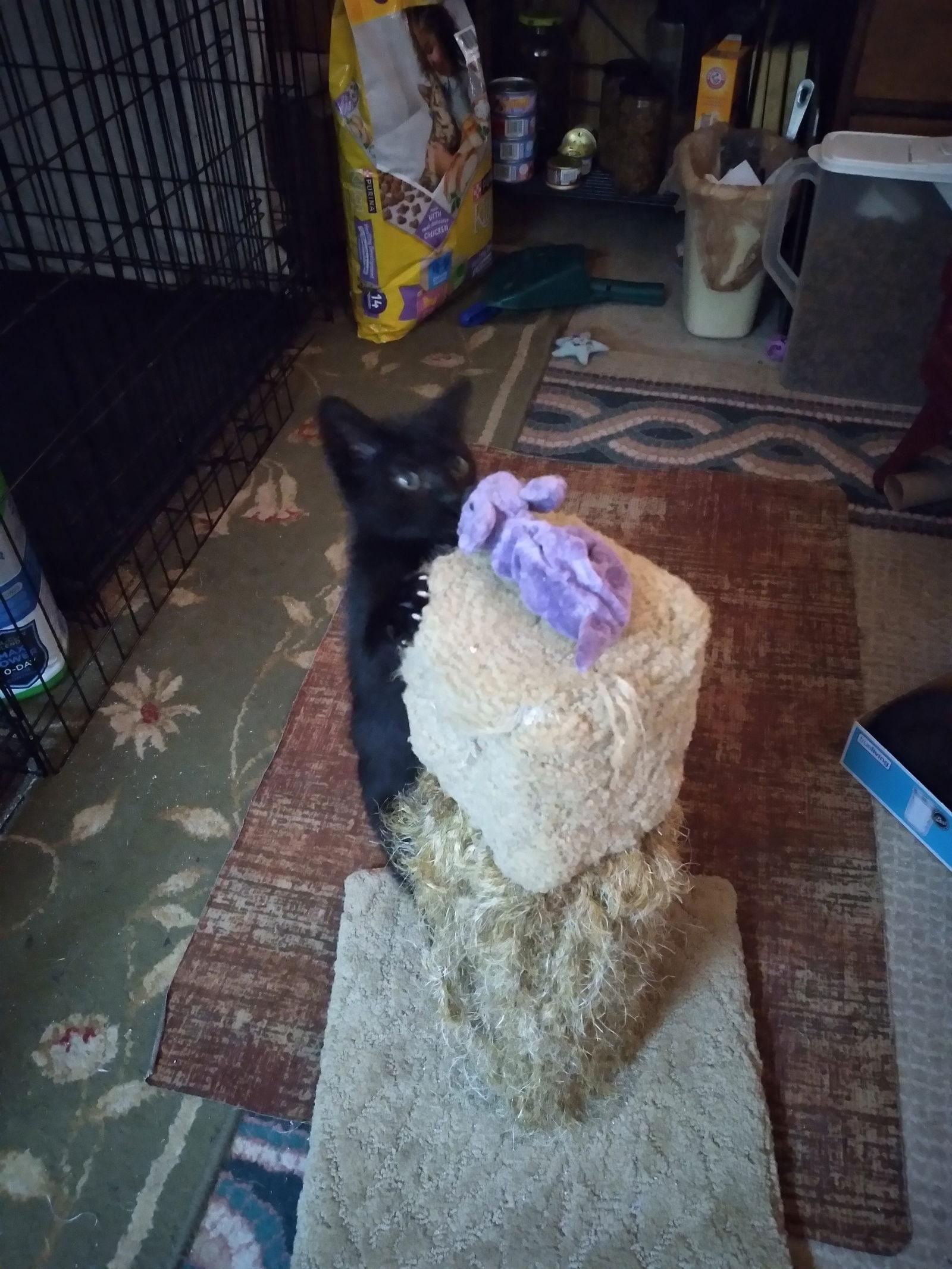 Enlarge Joe, a Adoptable Domestic Short Hair in Alpharetta, GA image 1/3