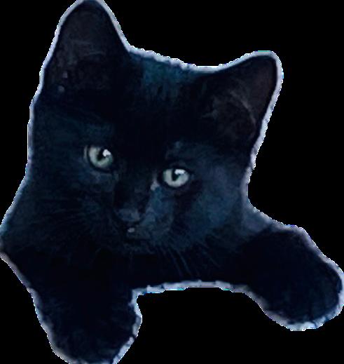 Enlarge Joe, a Adoptable Domestic Short Hair in Alpharetta, GA image 2/3