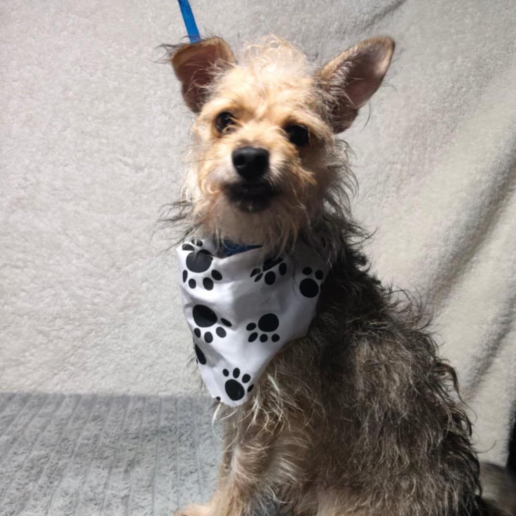 Enlarge Charly, a Adoptable Terrier in San Diego, CA image 1/6