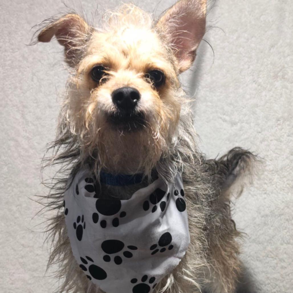 Enlarge Charly, a Adoptable Terrier in San Diego, CA image 2/6