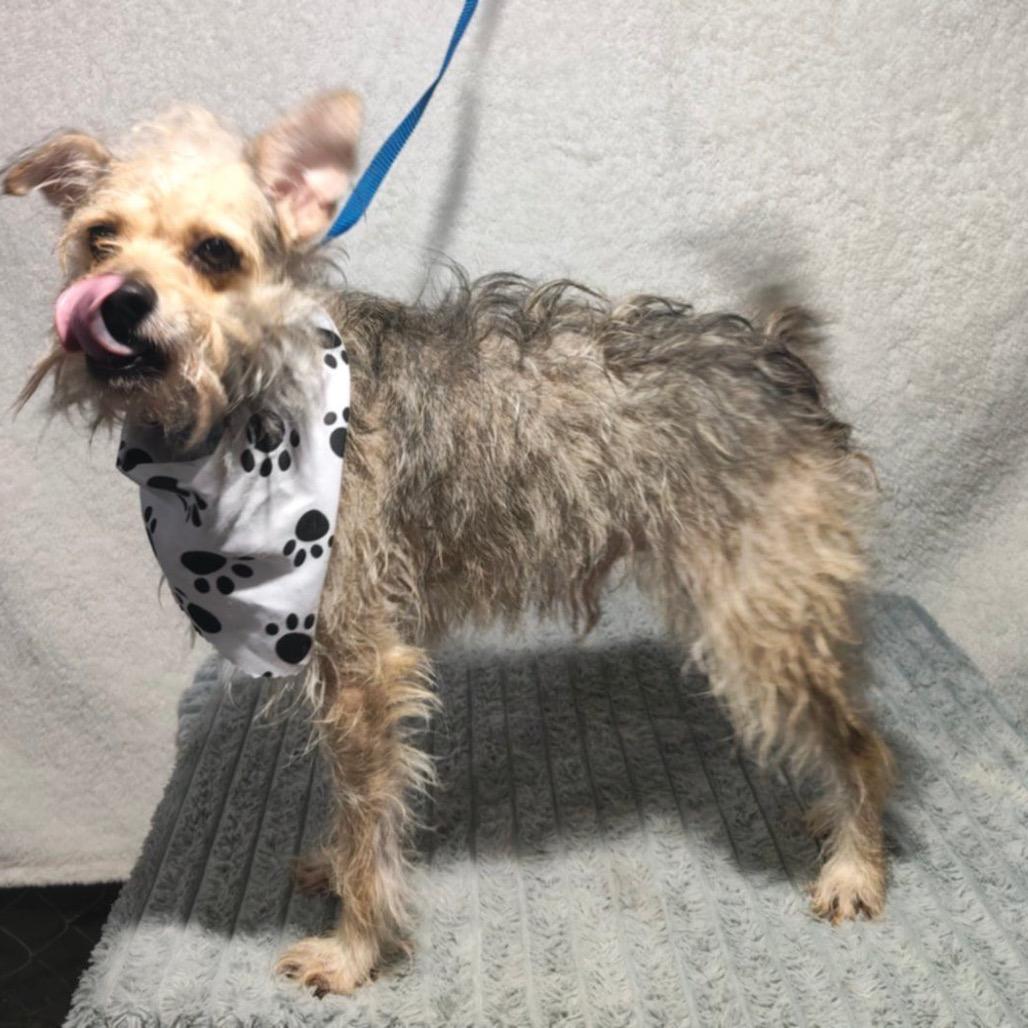 Enlarge Charly, a Adoptable Terrier in San Diego, CA image 3/6