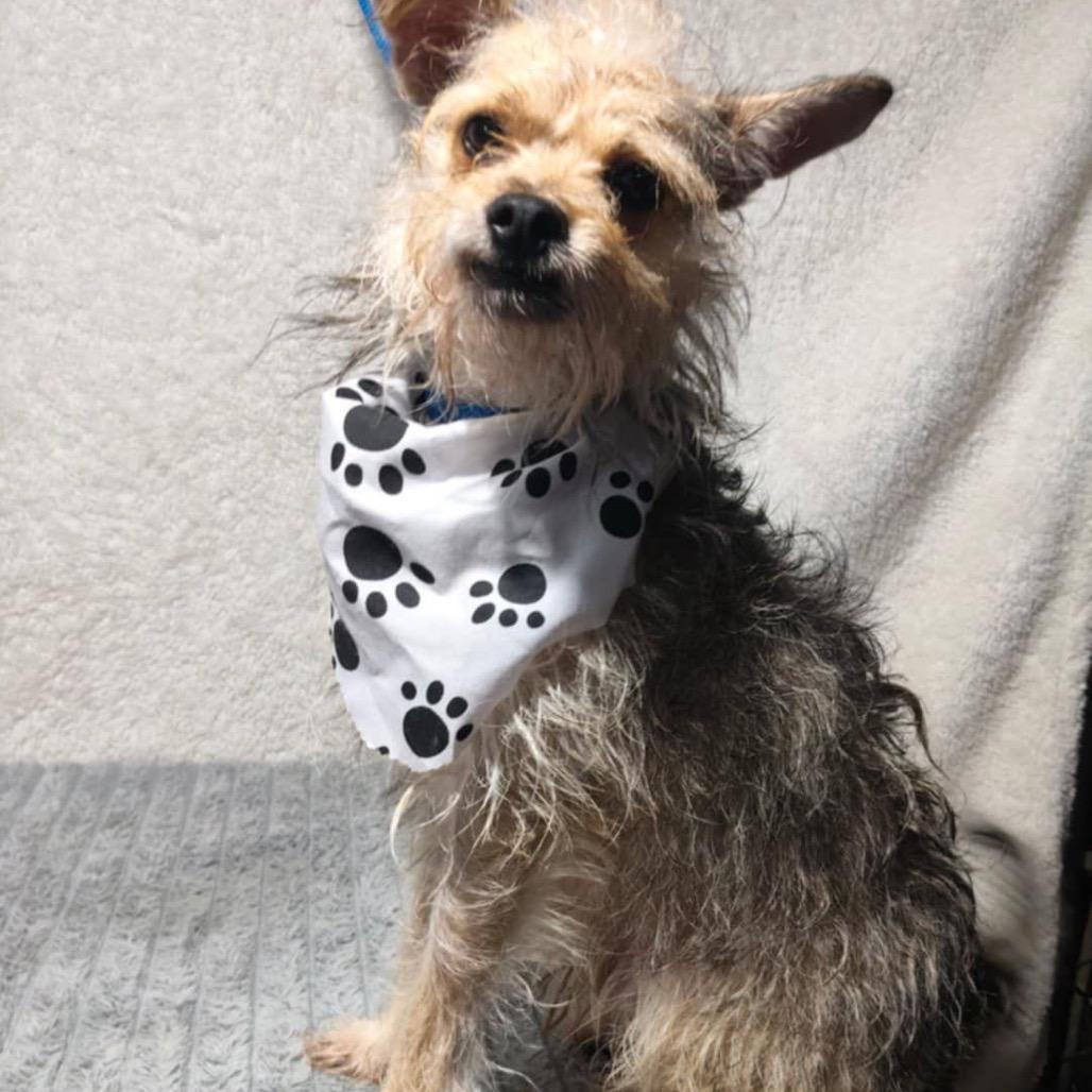 Enlarge Charly, a Adoptable Terrier in San Diego, CA image 4/6