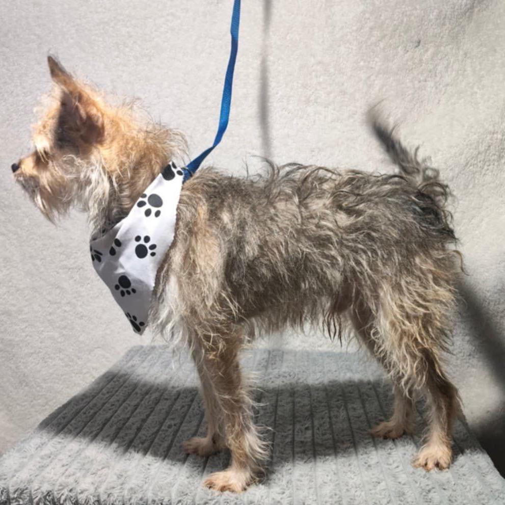 Enlarge Charly, a Adoptable Terrier in San Diego, CA image 5/6