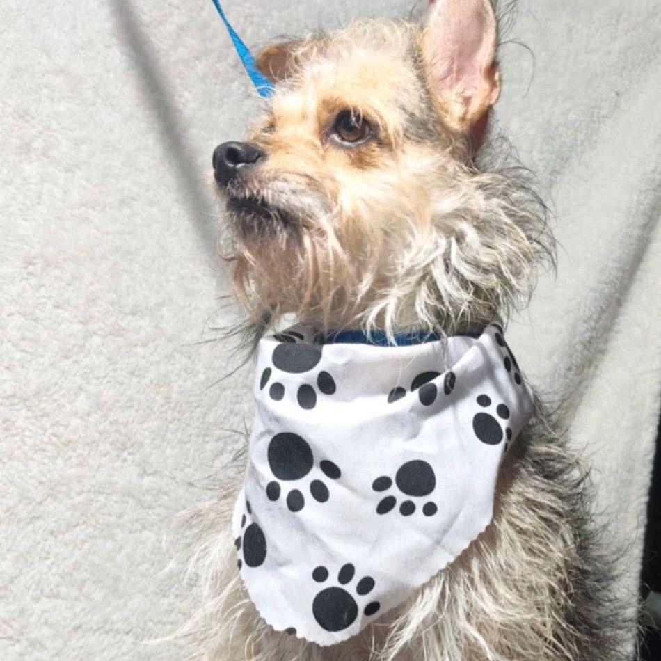 Enlarge Charly, a Adoptable Terrier in San Diego, CA image 6/6