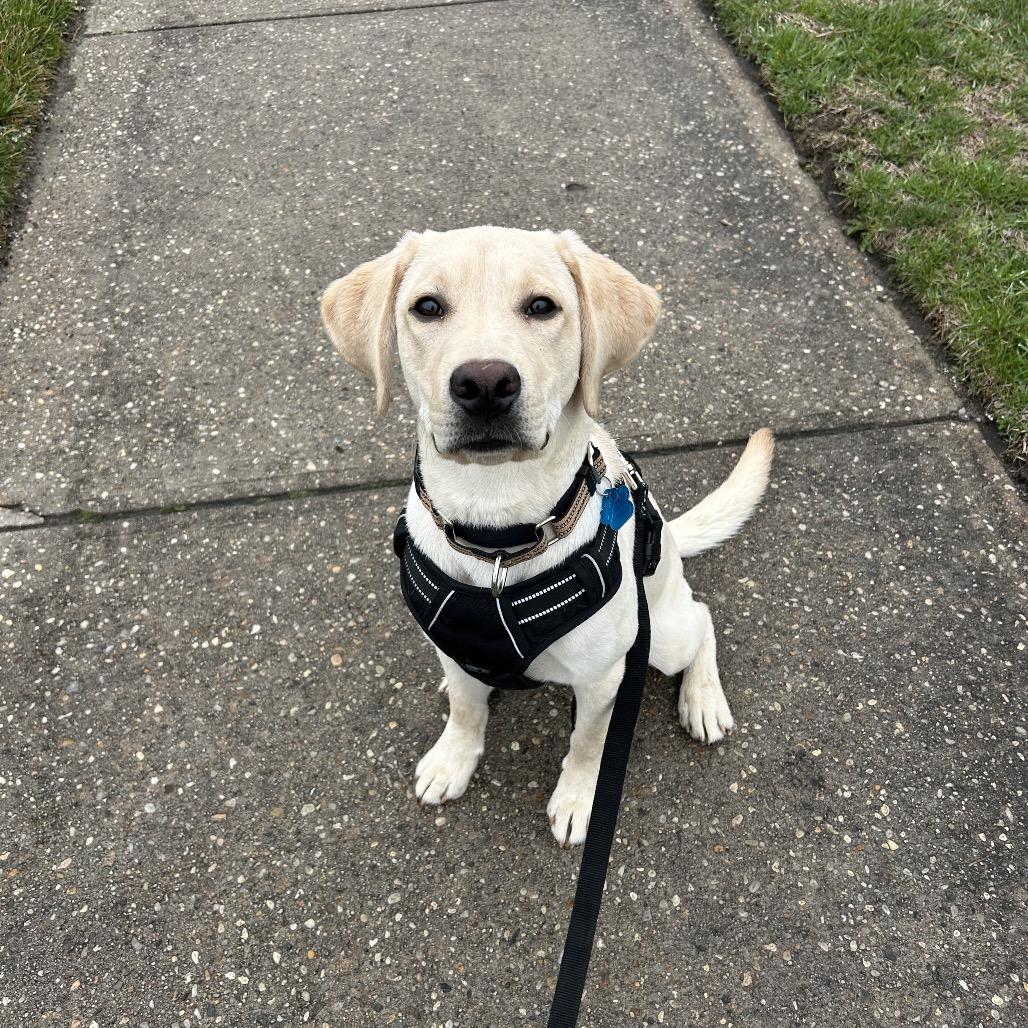 Enlarge Beaver, an adopted Yellow Labrador Retriever in Medford, NY image 4/4
