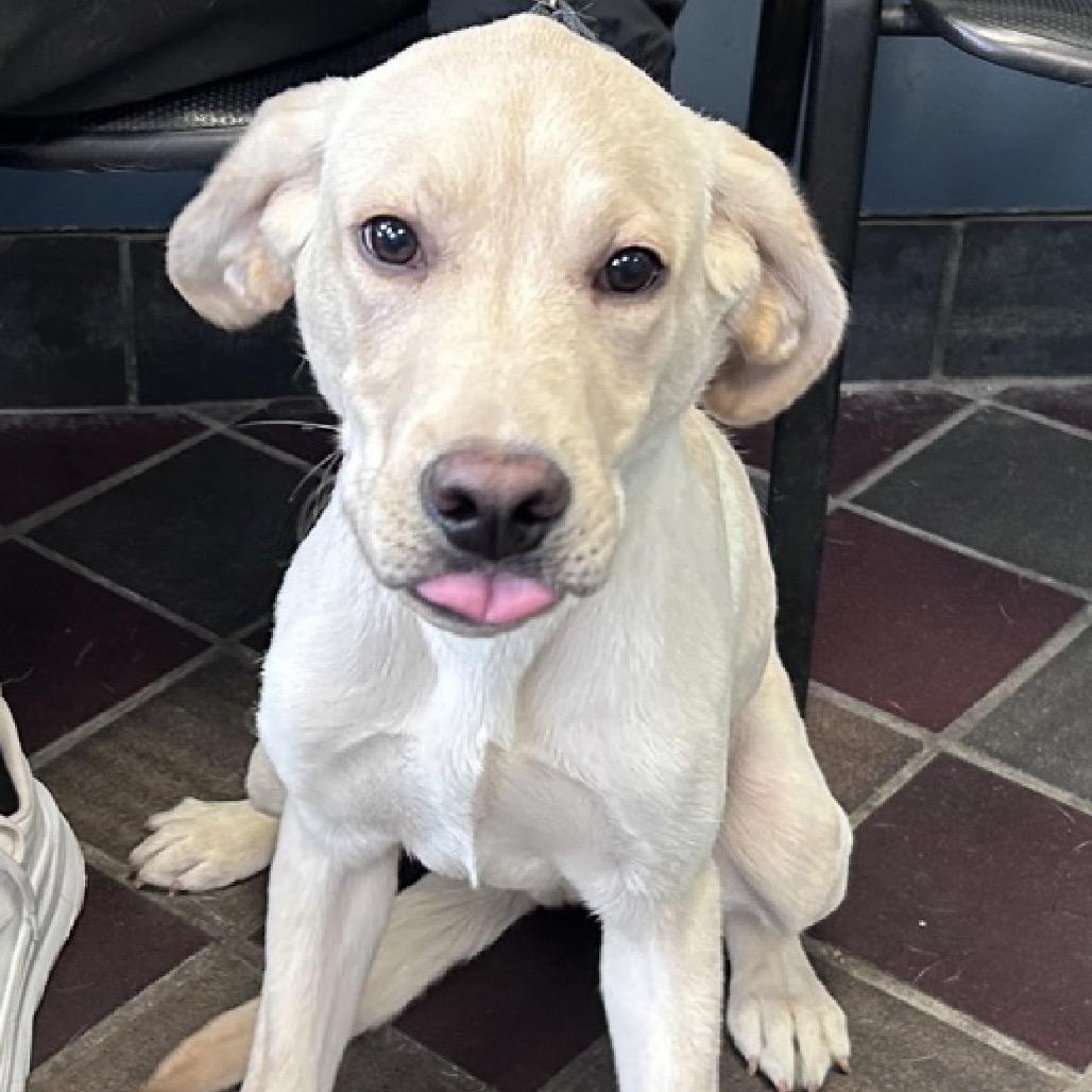 Enlarge Beaver, an adopted Yellow Labrador Retriever in Medford, NY image 3/4