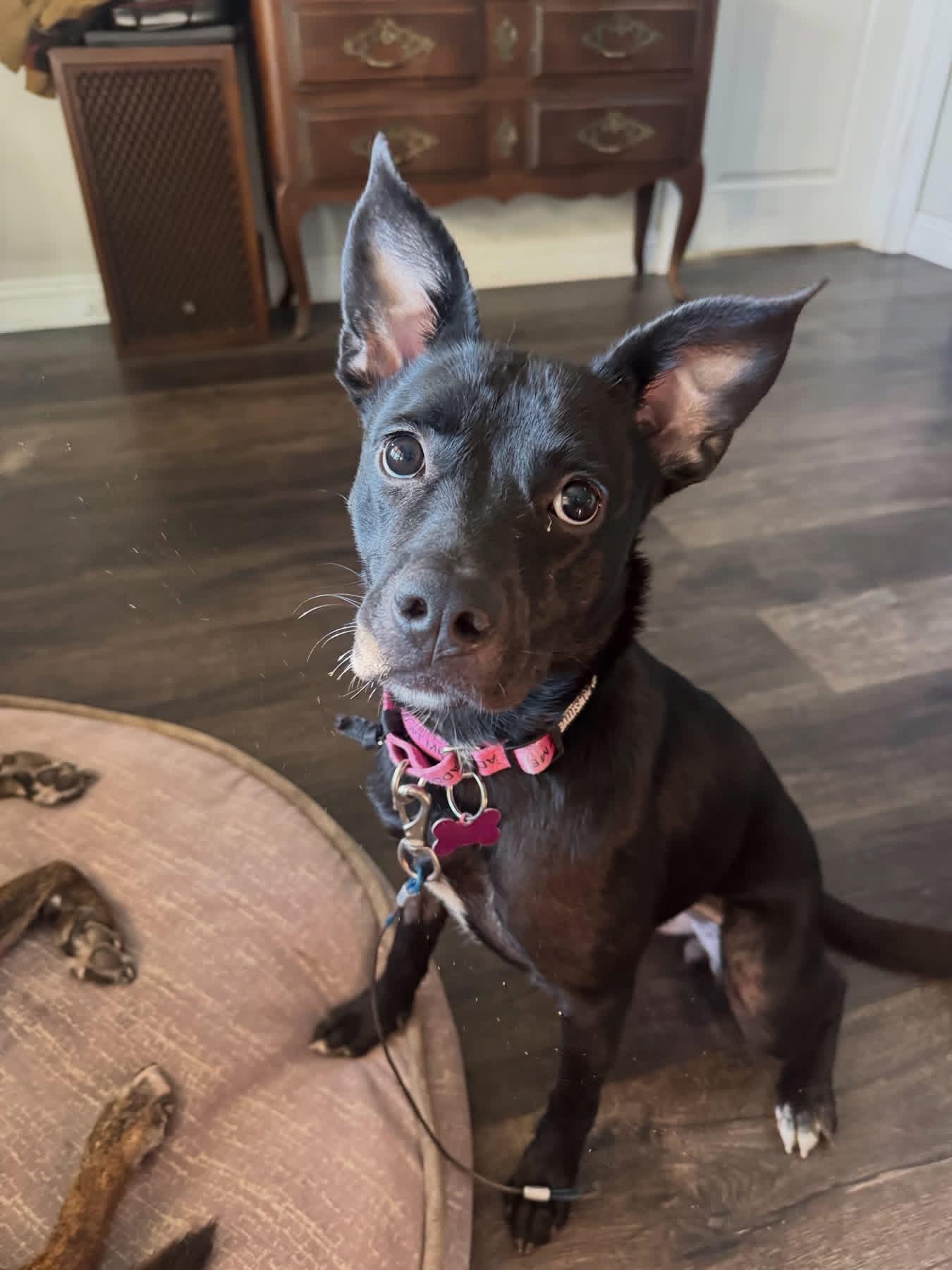 Enlarge Blossom-ADOPT Me, a Adoptable mixed breed in Redondo Beach, CA image 6/6