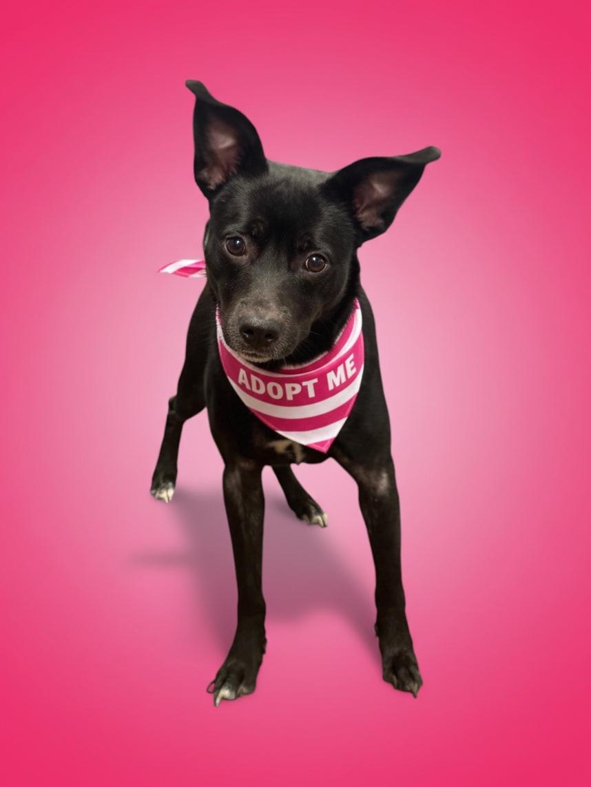 Blossom-ADOPT Me, ADOPTABLE, Young Female Pit Bull Terrier & Chihuahua.