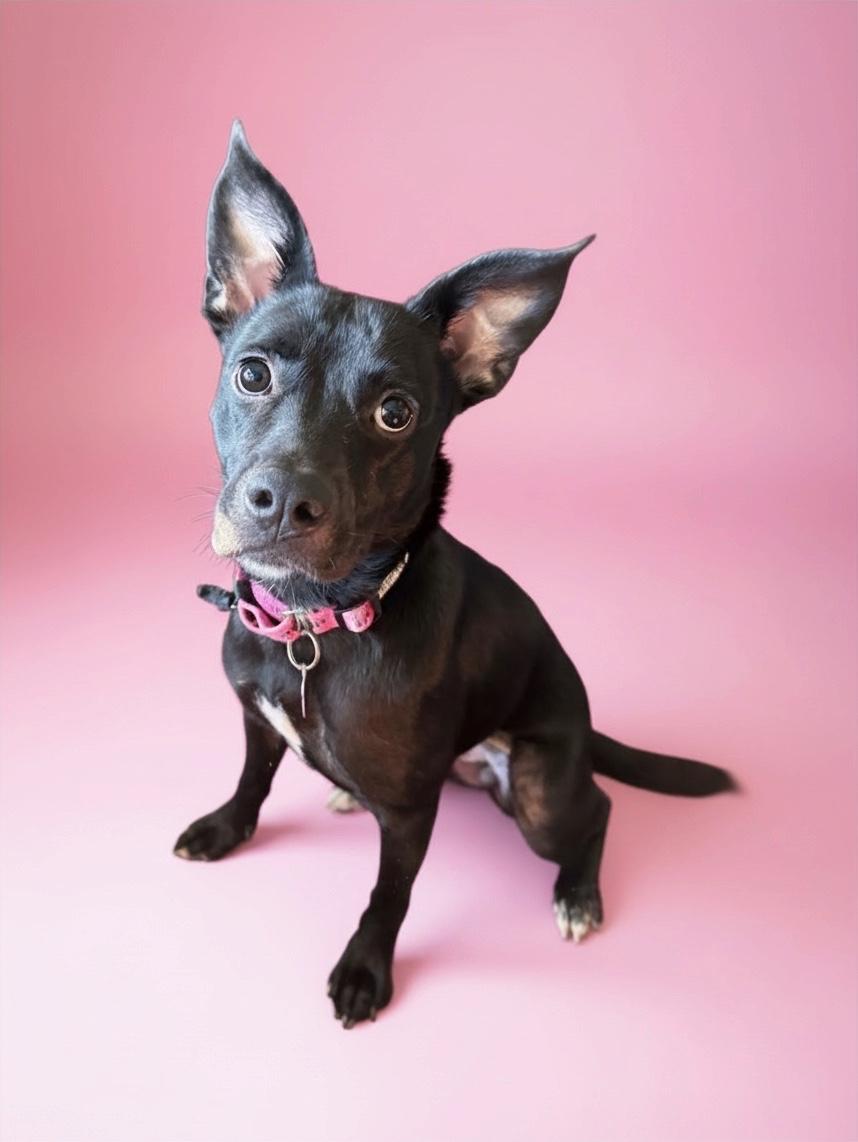 Enlarge Blossom-ADOPT Me, a Adoptable mixed breed in Redondo Beach, CA image 2/6