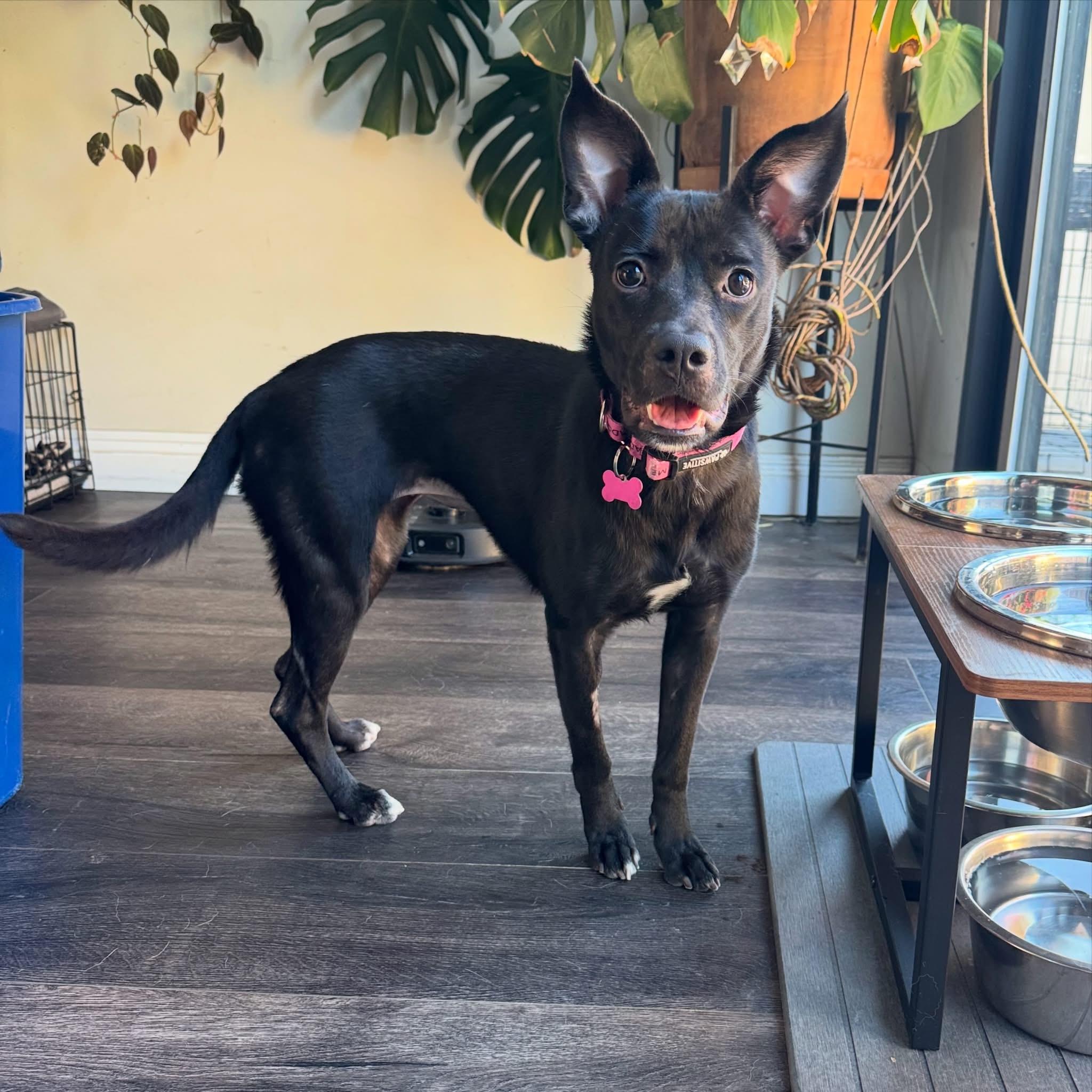 Enlarge Blossom-ADOPT Me, a Adoptable mixed breed in Redondo Beach, CA image 3/6