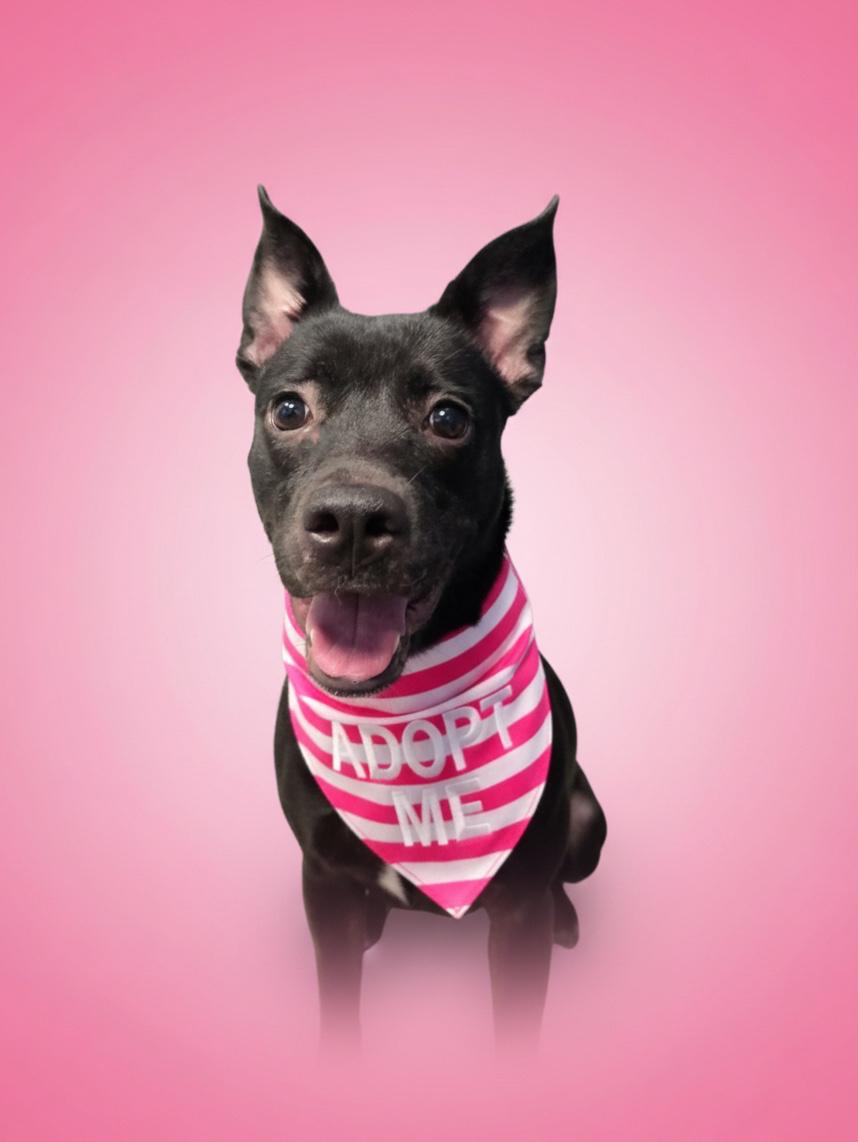 Blossom-ADOPT Me, a ADOPTABLE mixed breed in Redondo Beach, CA image 2/2