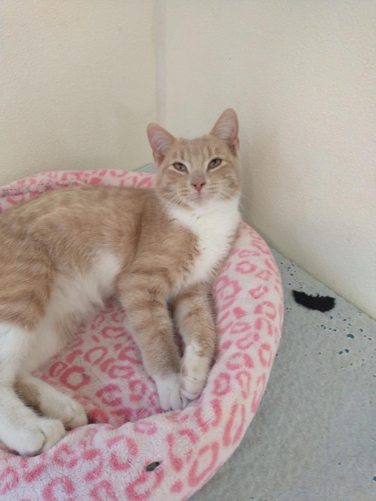 Leon, Adoptable, Young Male Domestic Short Hair.