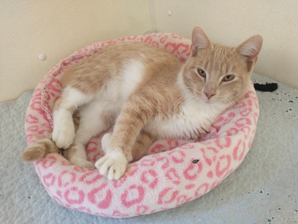 Enlarge Leon, a Adoptable mixed breed in Saint James, MN image 2/4
