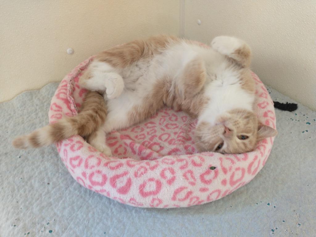 Enlarge Leon, a Adoptable mixed breed in Saint James, MN image 3/4