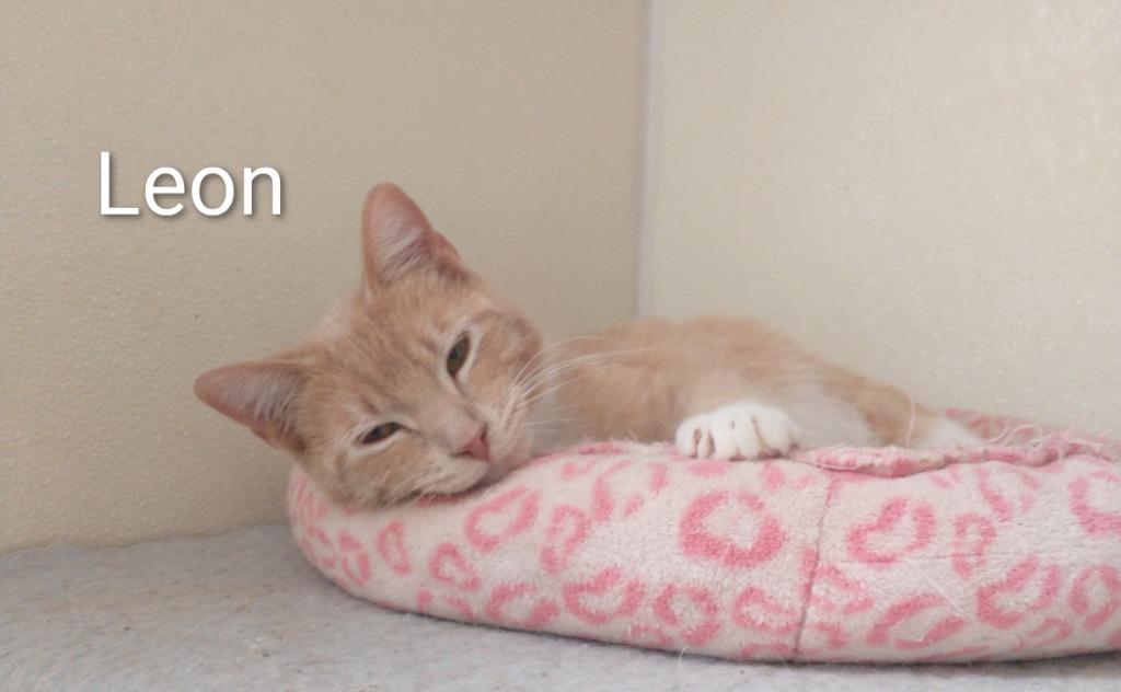 Enlarge Leon, a Adoptable mixed breed in Saint James, MN image 4/4