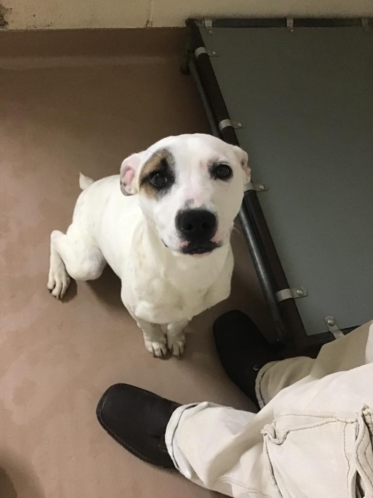 Enlarge Appaloosa, a Adoptable mixed breed in Nacogdoches, TX image 2/2